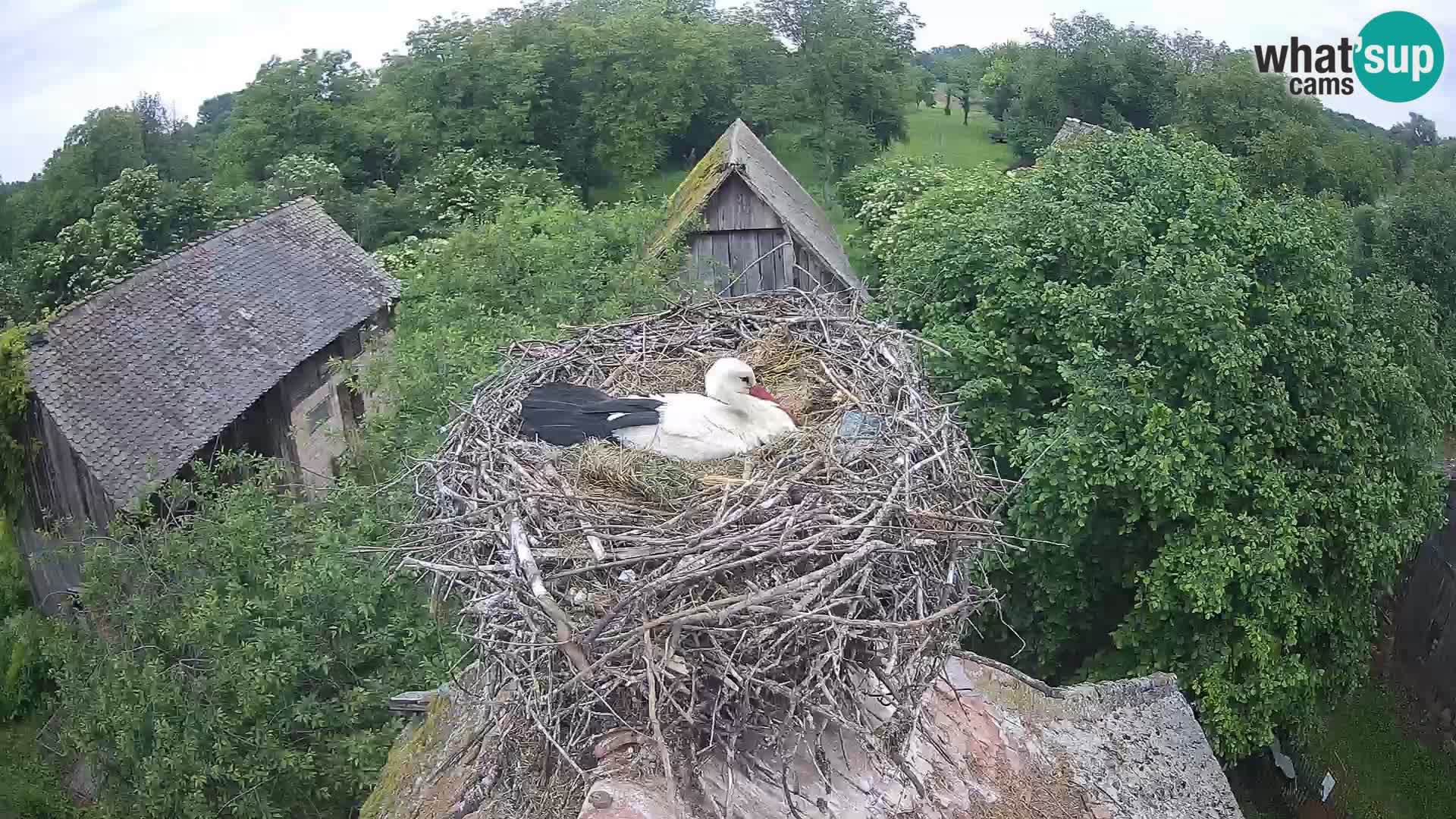 Village européen de cigognes webcam Parc naturel de Lonjsko polje
