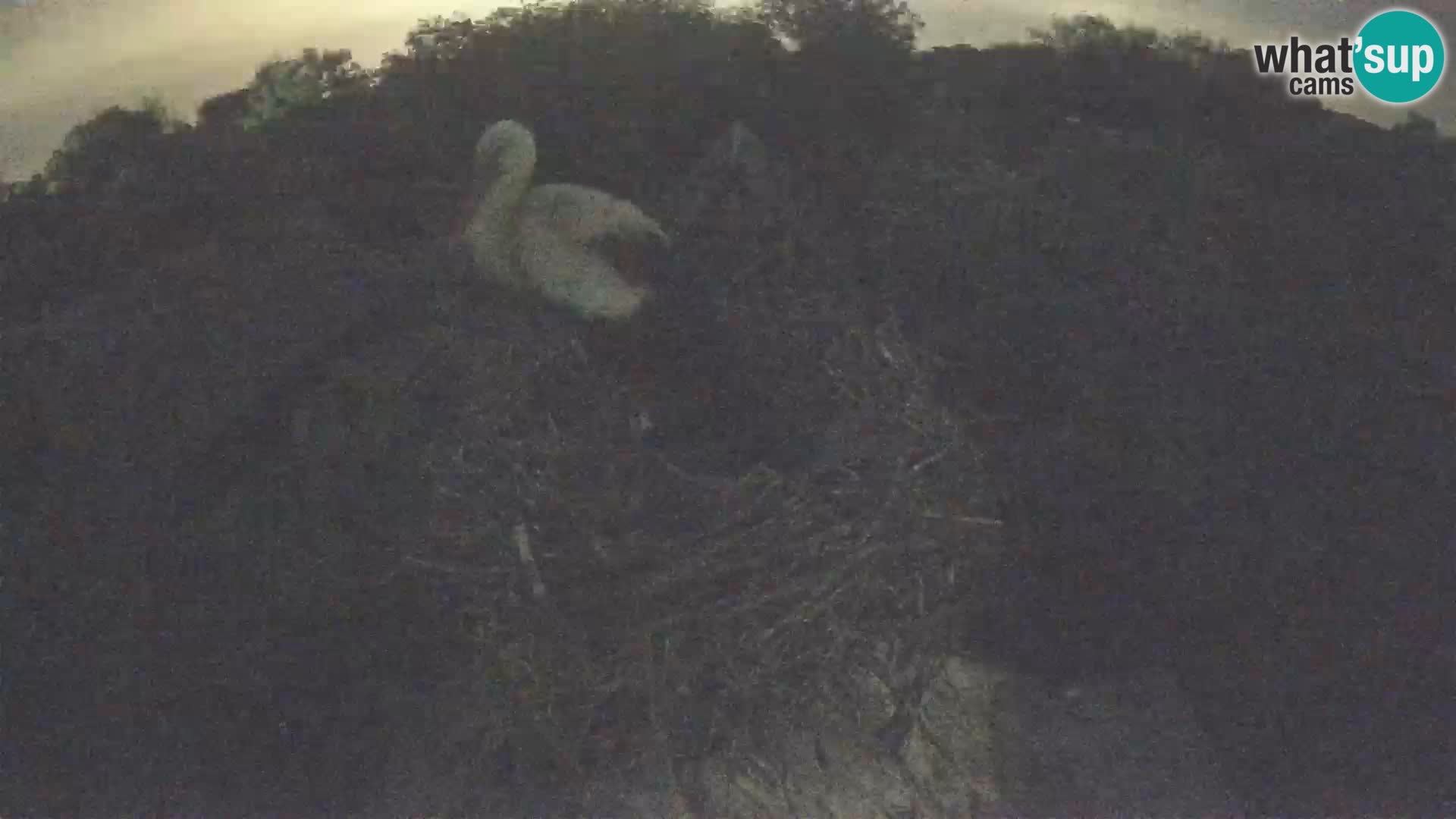 Pueblo europeo de cigüeñas camera en vivo Parque Natural Lonjsko polje