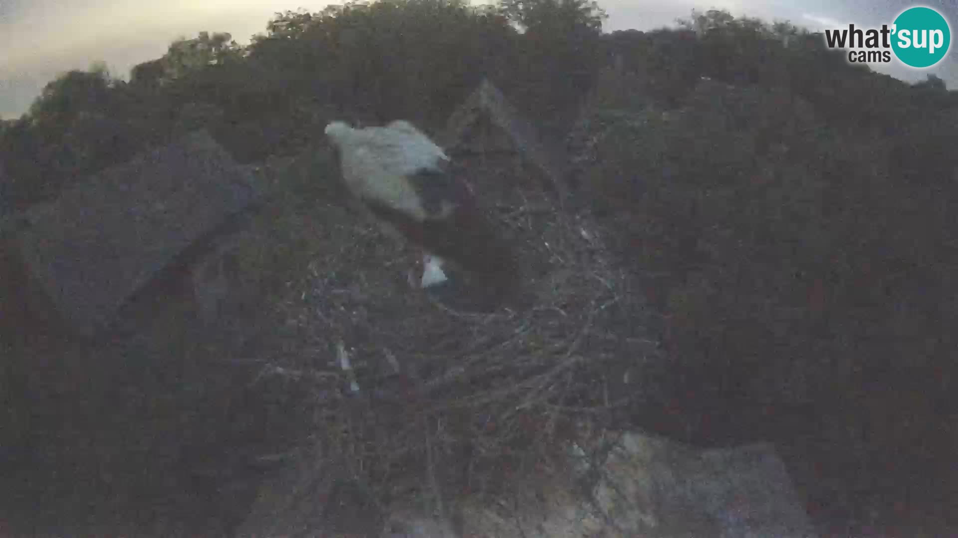 Live webcam European stork village – Lonjsko polje Nature Park