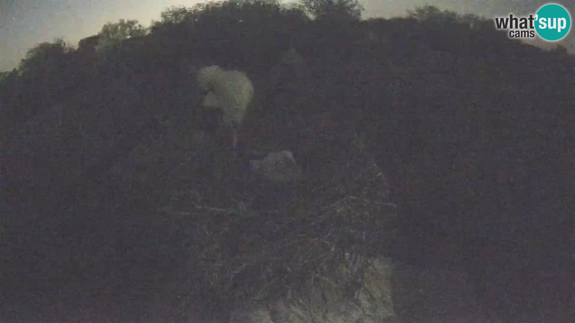 Pueblo europeo de cigüeñas camera en vivo Parque Natural Lonjsko polje