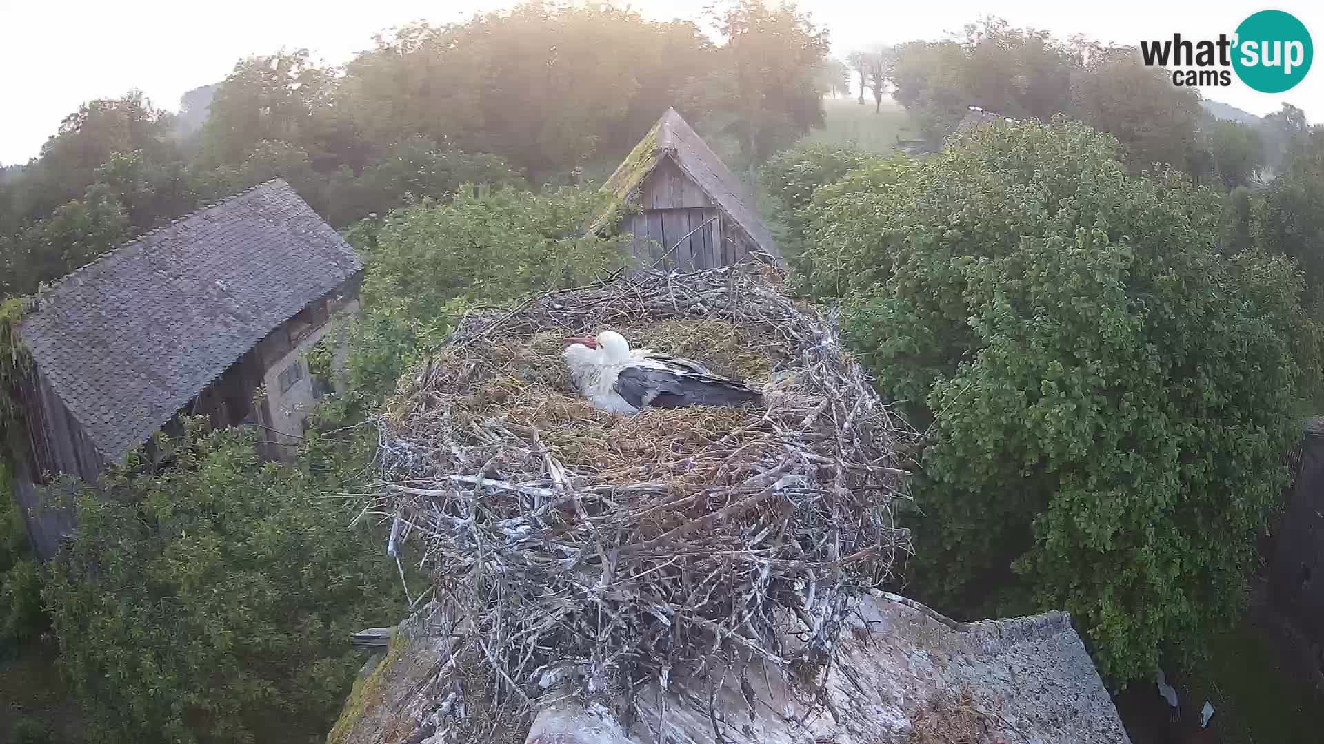 Live webcam European stork village – Lonjsko polje Nature Park