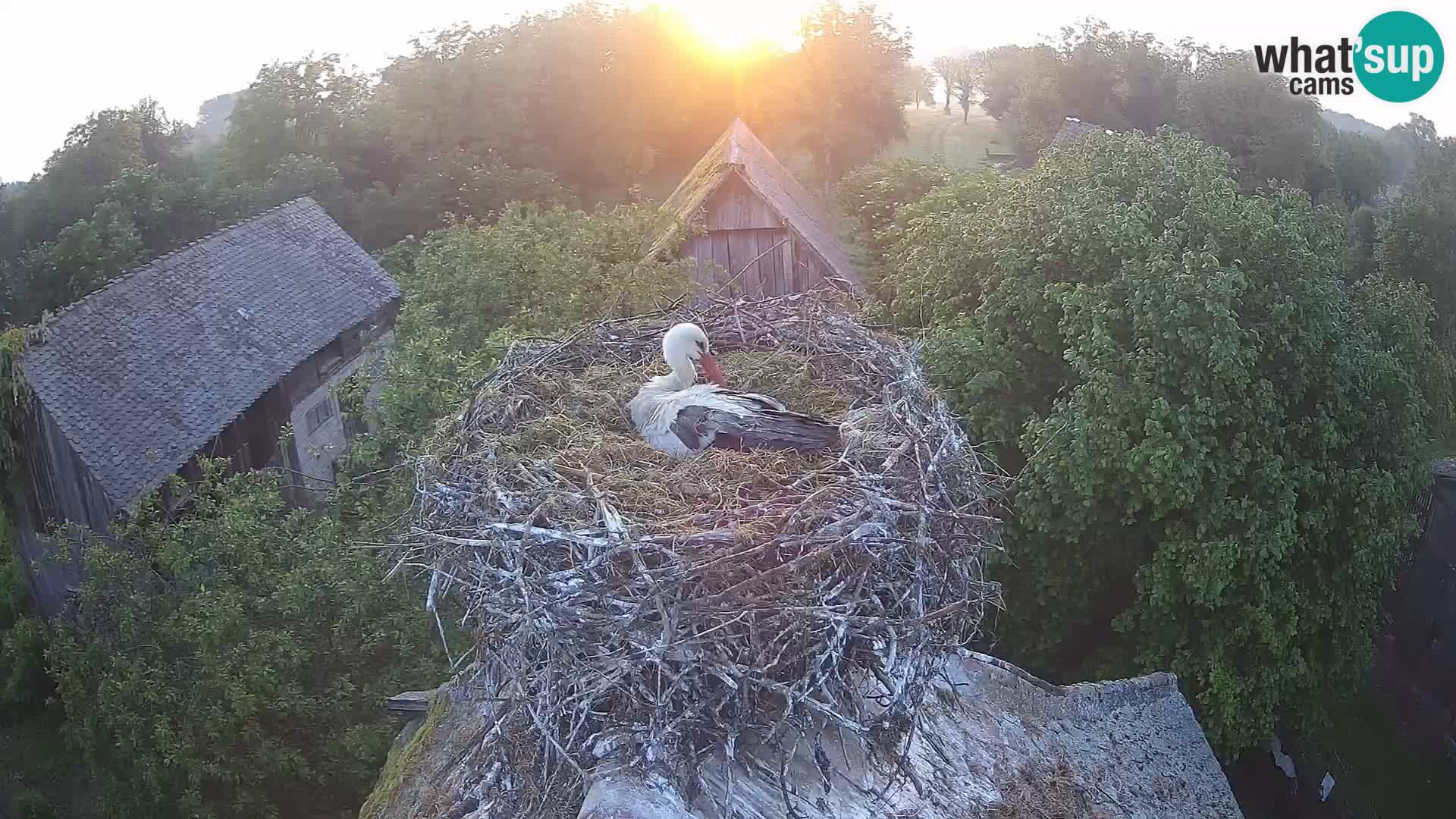 U živo Europsko selo roda – Park prirode Lonjsko polje