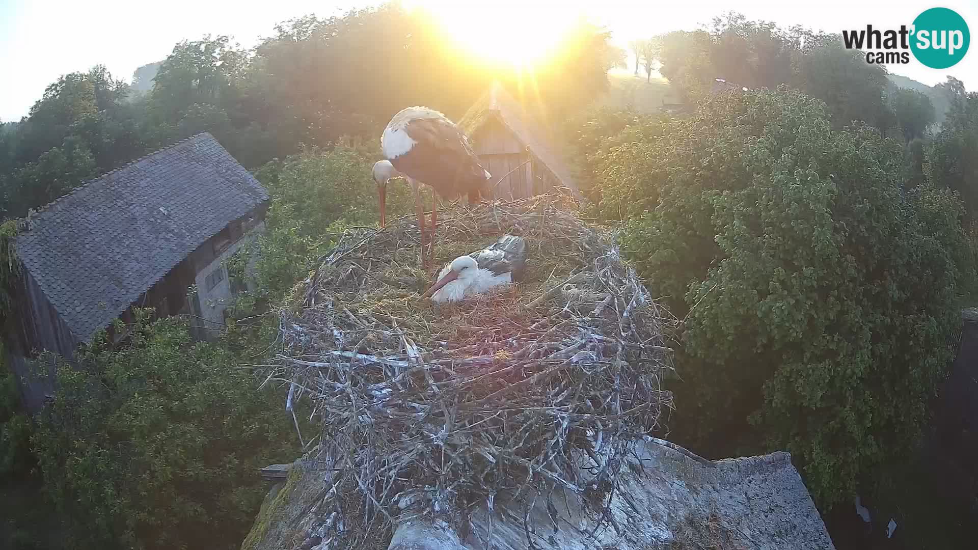 Villaggio delle cicogne europee webcam Parco naturale di Lonjsko polje