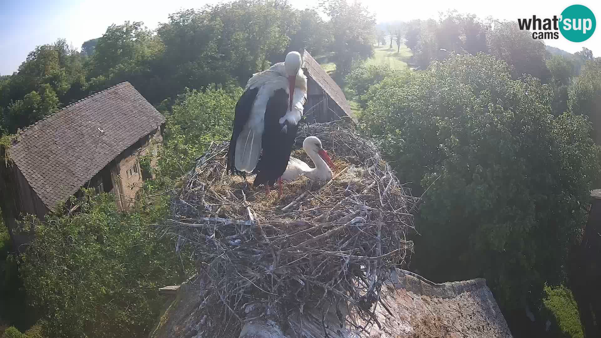 Webcam Europäisches Storchendorf – Naturpark Lonjsko polje