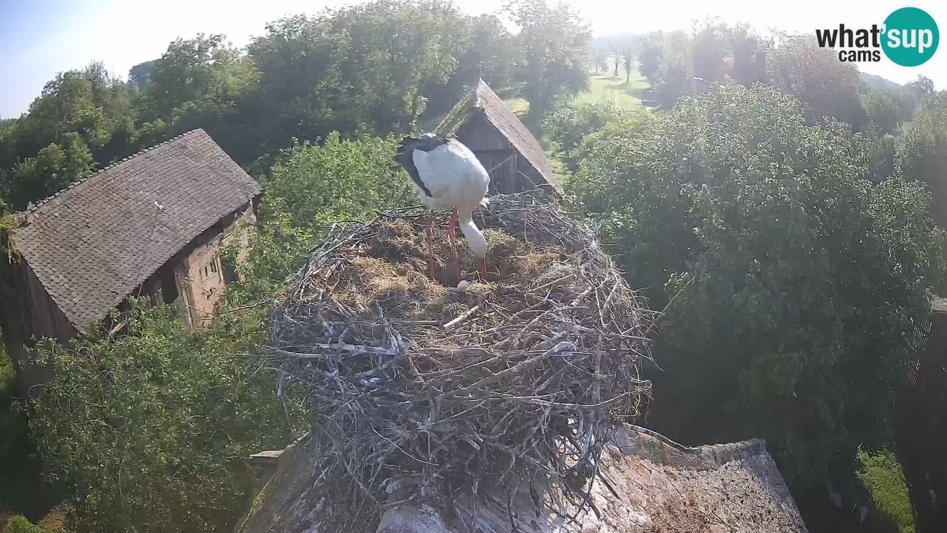 Village européen de cigognes webcam Parc naturel de Lonjsko polje