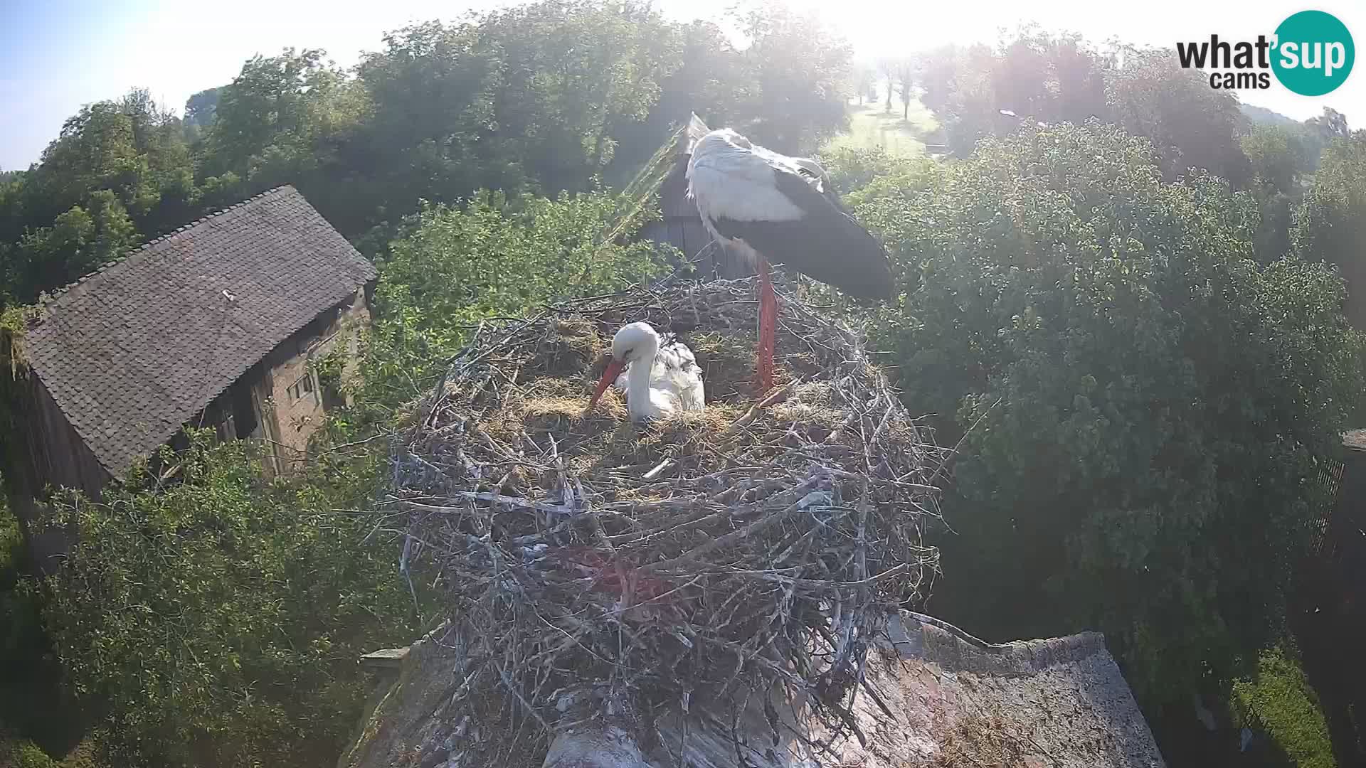 Live webcam European stork village – Lonjsko polje Nature Park