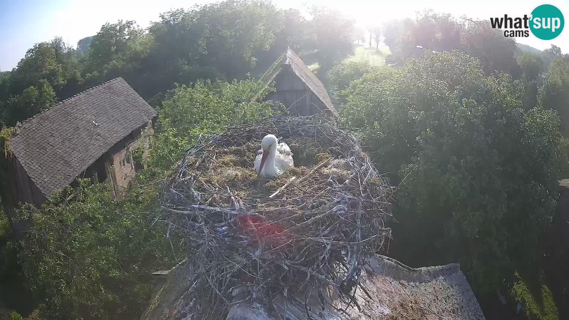 Webcam Europäisches Storchendorf – Naturpark Lonjsko polje