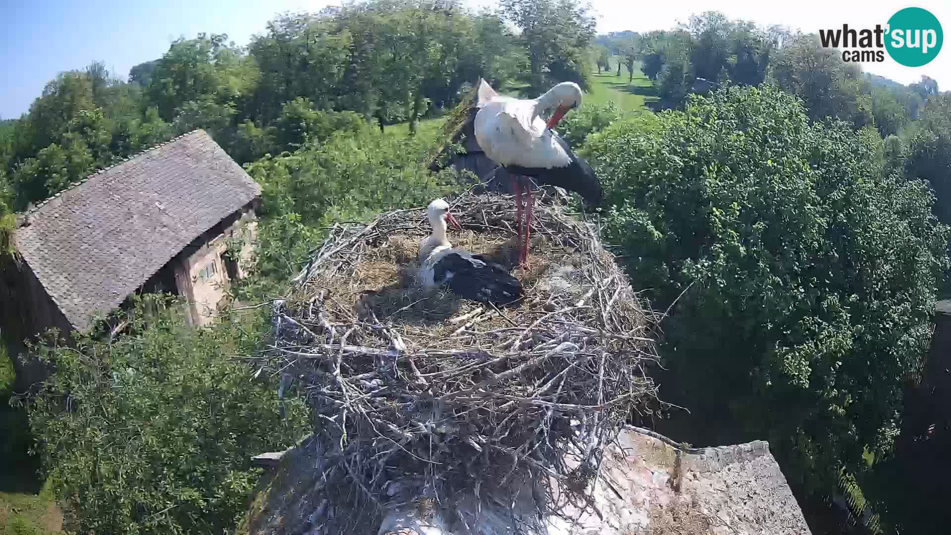 Village européen de cigognes webcam Parc naturel de Lonjsko polje