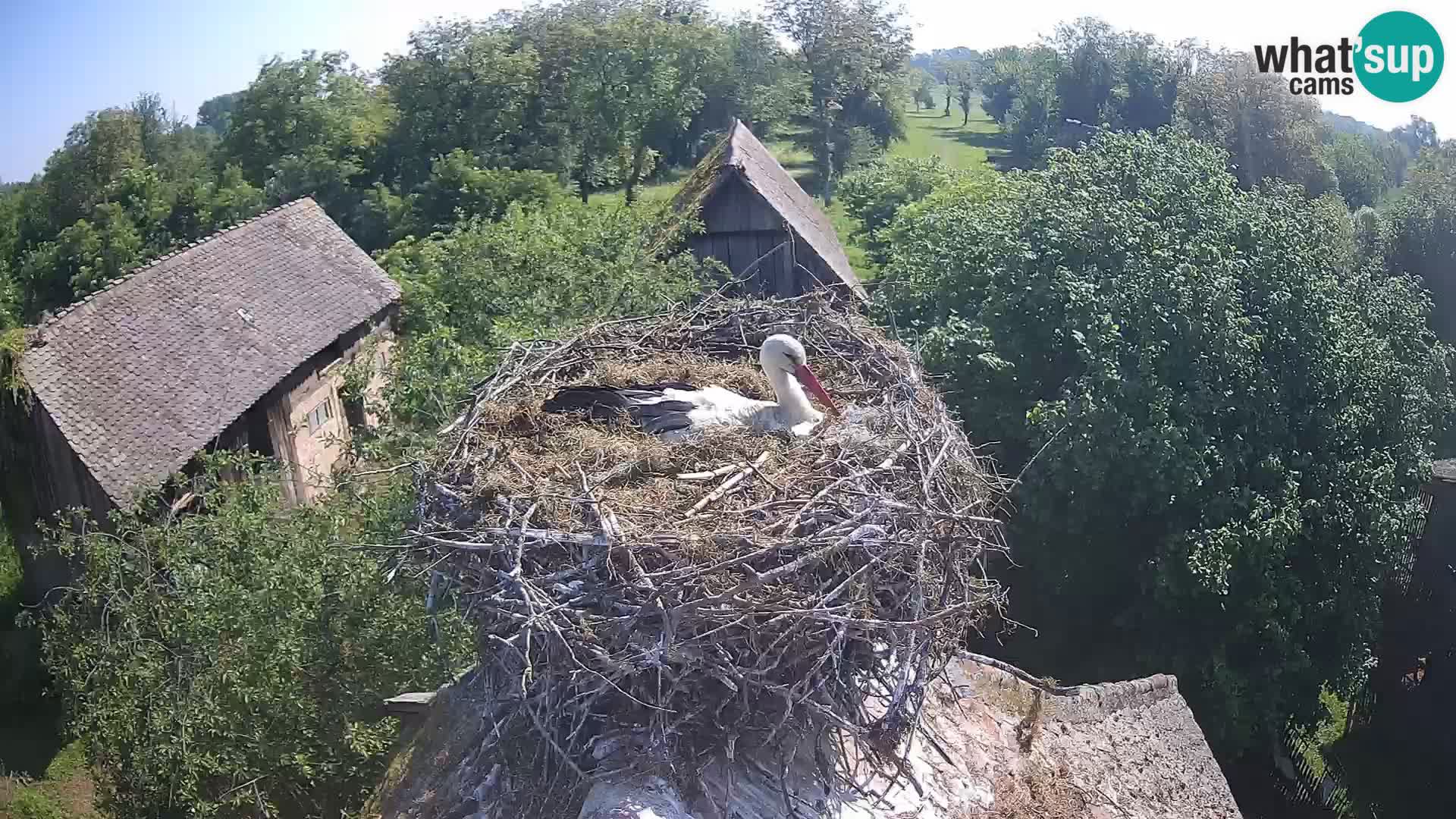 Villaggio delle cicogne europee webcam Parco naturale di Lonjsko polje