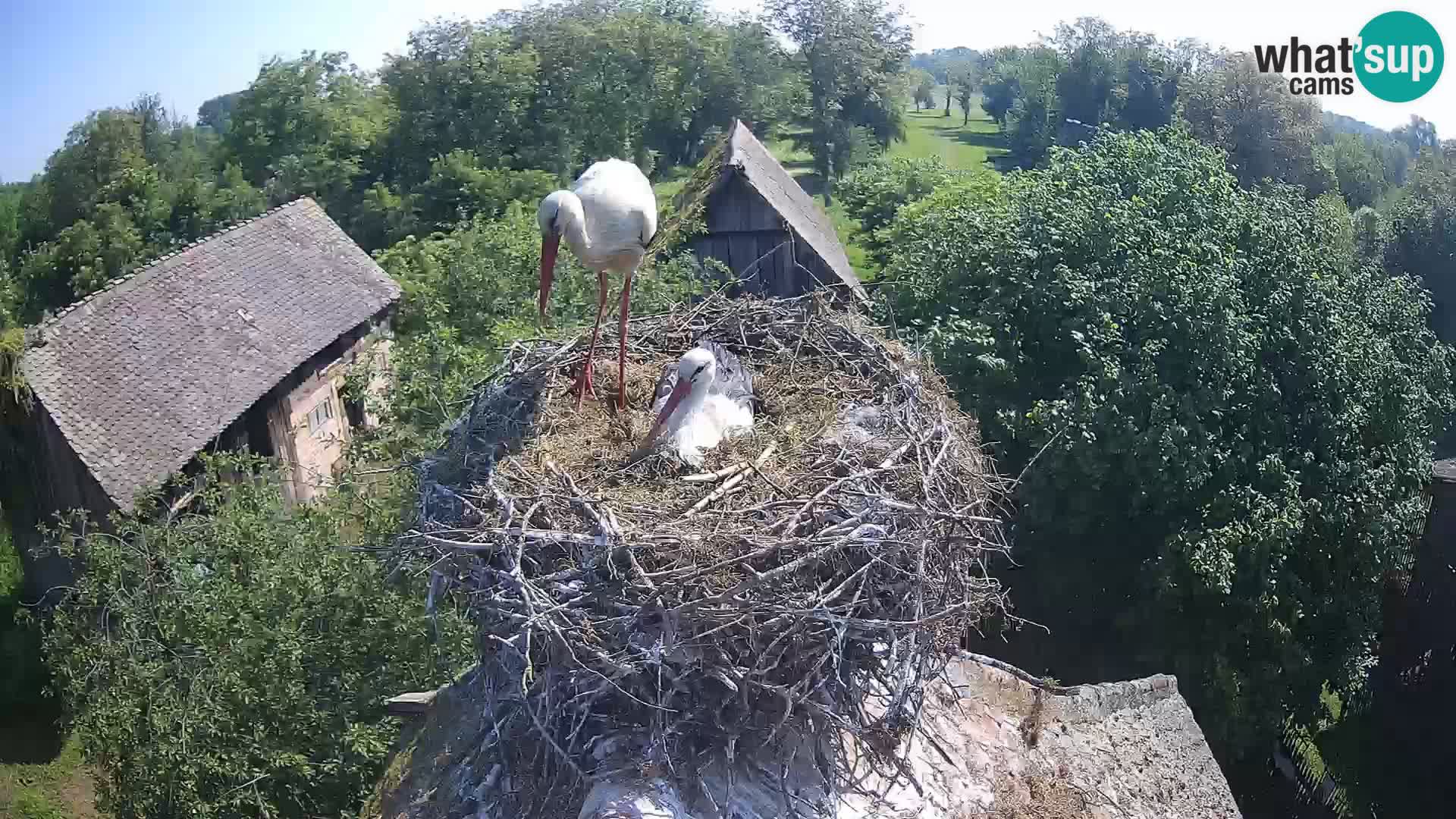 Webcam Europäisches Storchendorf – Naturpark Lonjsko polje