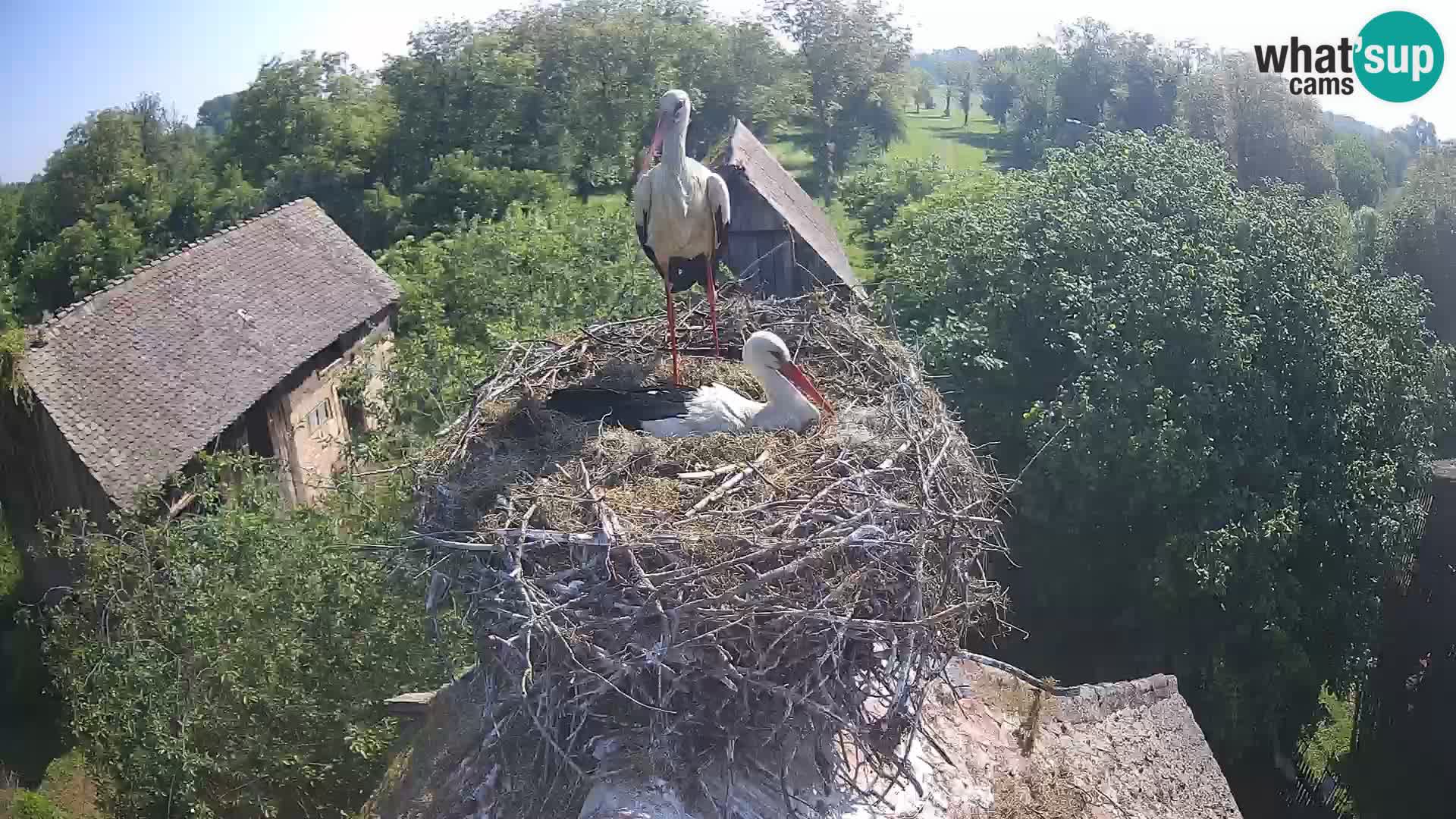 Webcam Europäisches Storchendorf – Naturpark Lonjsko polje