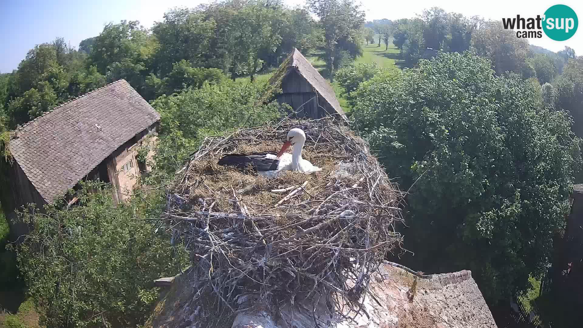 Live webcam European stork village – Lonjsko polje Nature Park