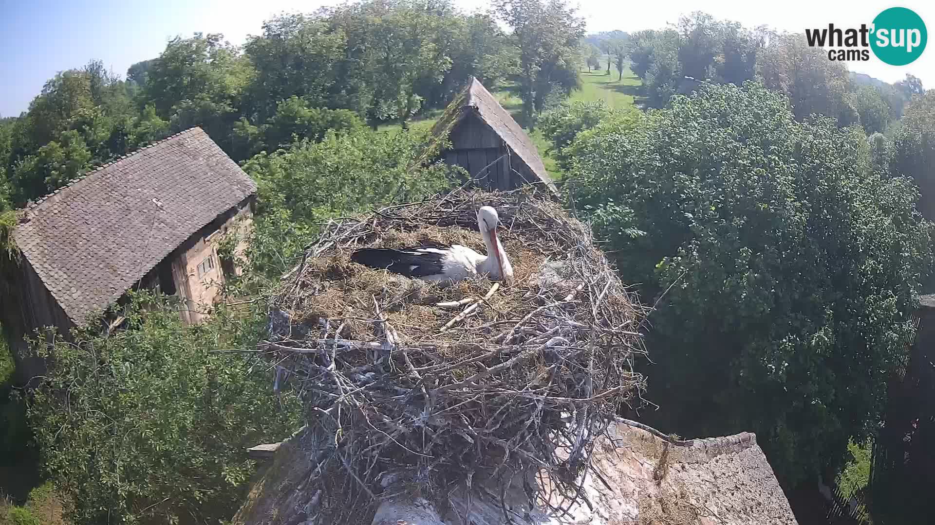 Webcam Europäisches Storchendorf – Naturpark Lonjsko polje