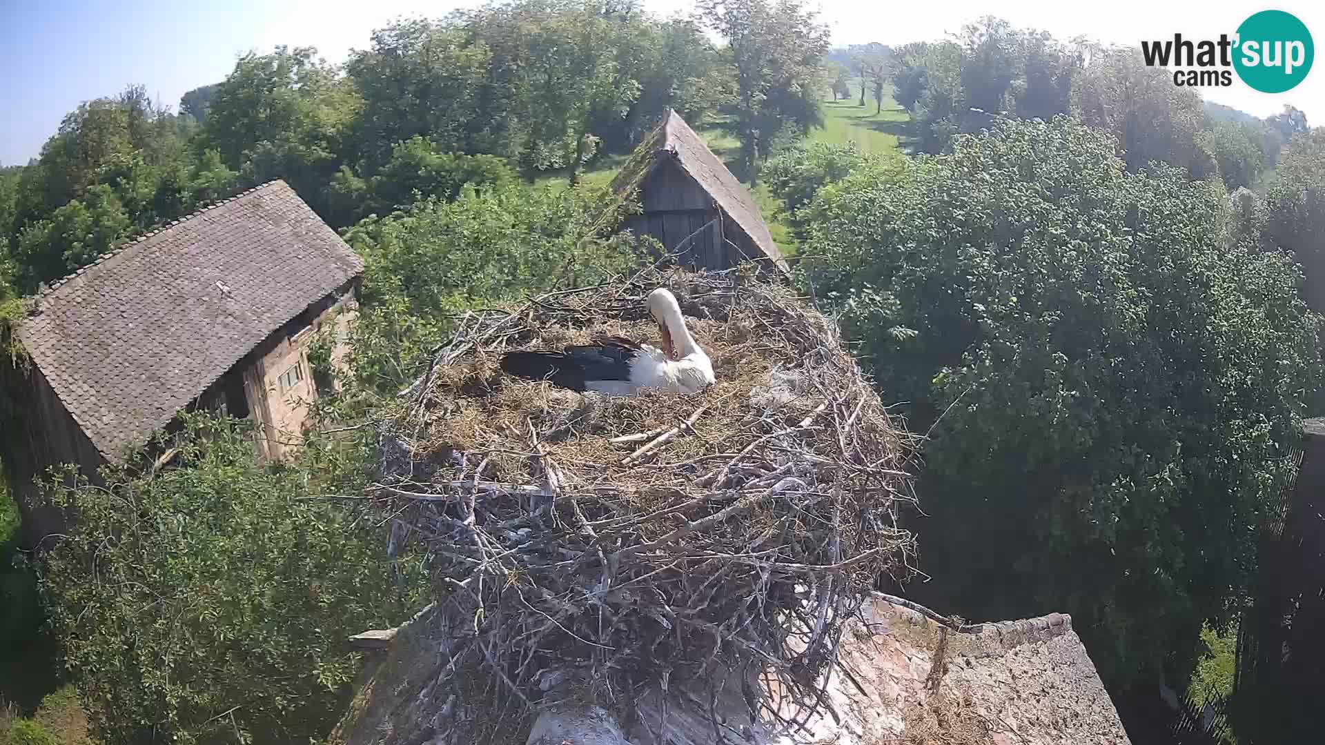 Live webcam European stork village – Lonjsko polje Nature Park
