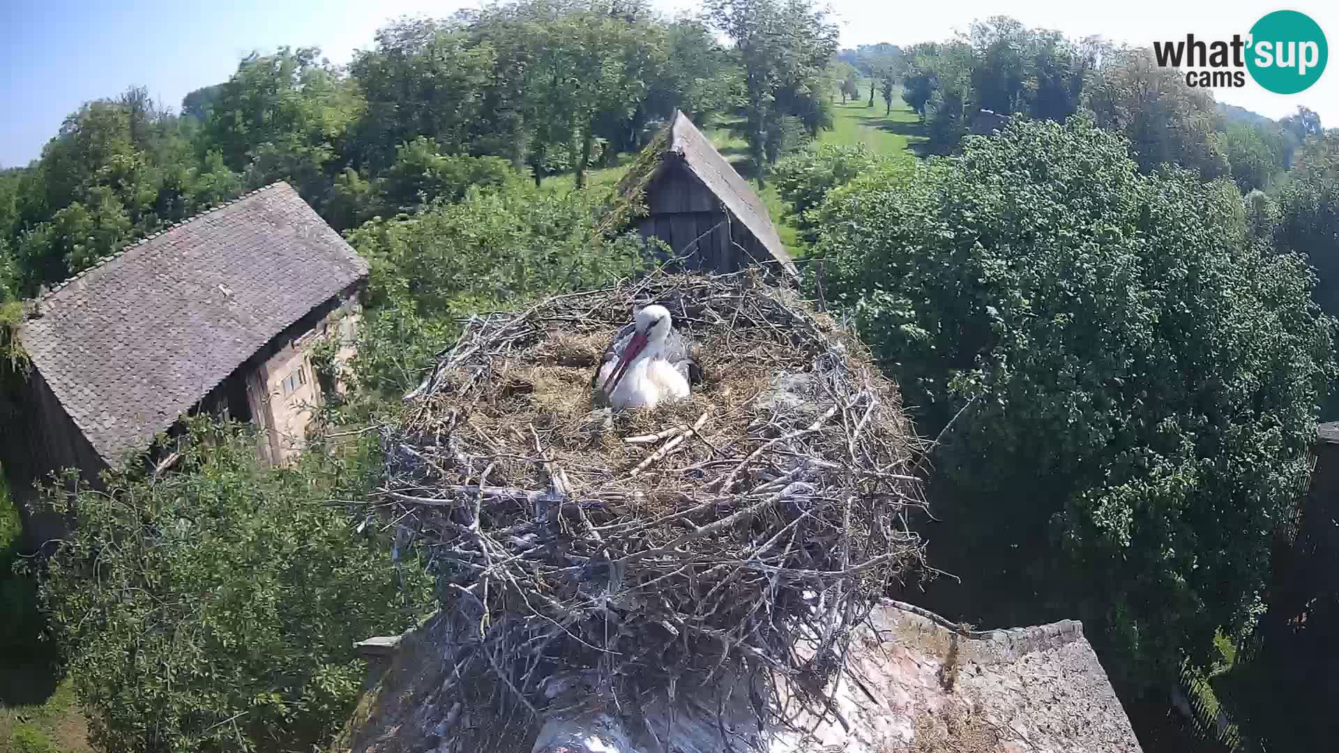 Evropska vas štorklje – Krajinski park Lonjsko polje spletna kamera