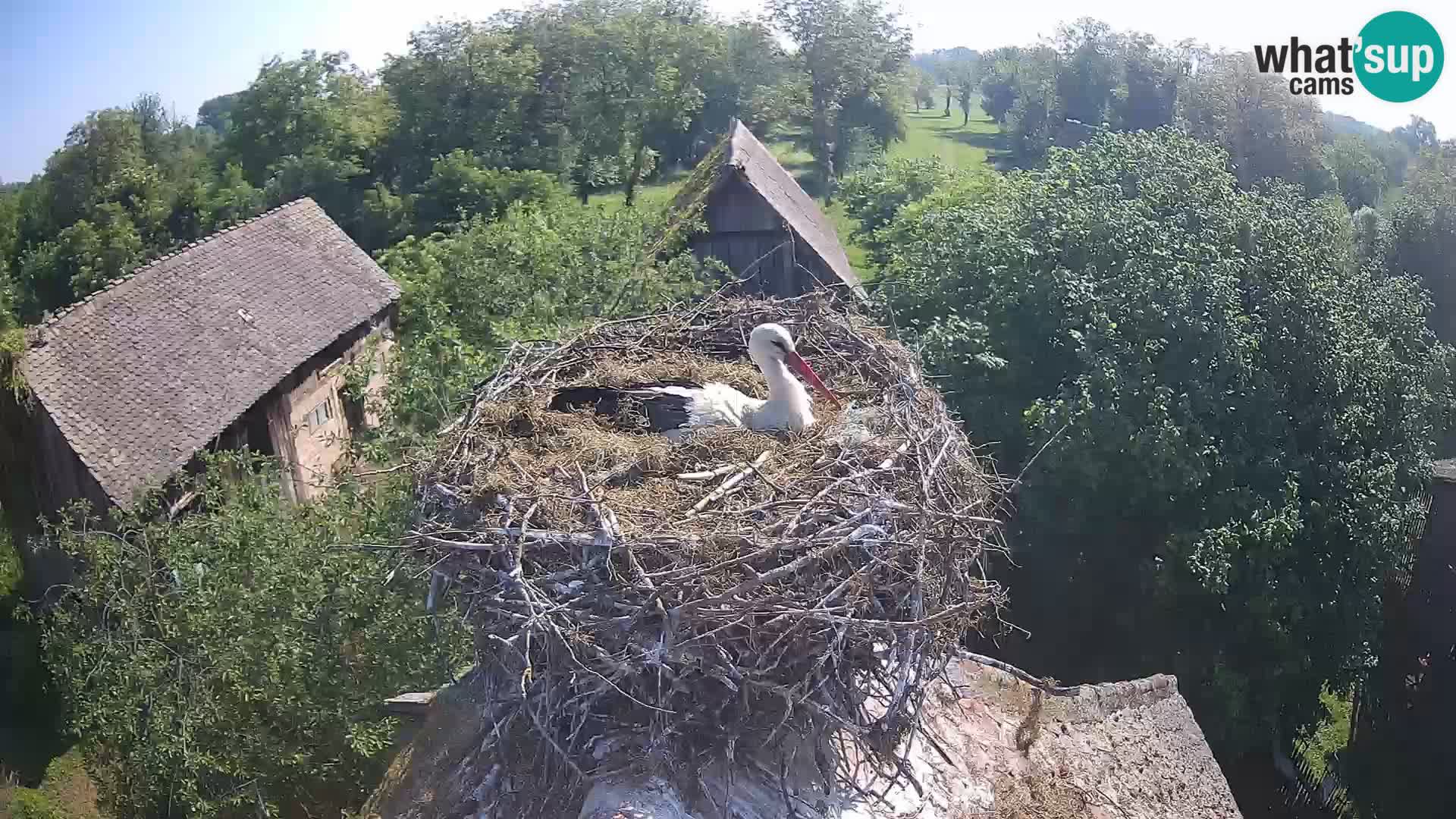 U živo Europsko selo roda – Park prirode Lonjsko polje