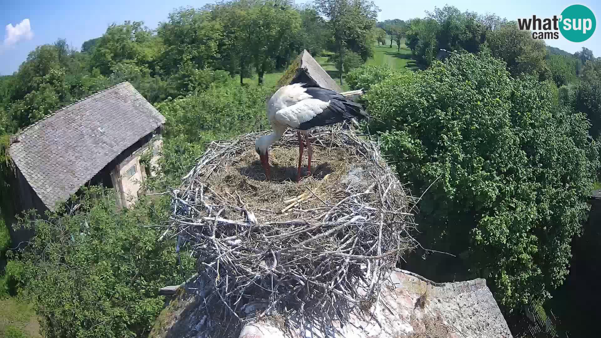 Villaggio delle cicogne europee webcam Parco naturale di Lonjsko polje