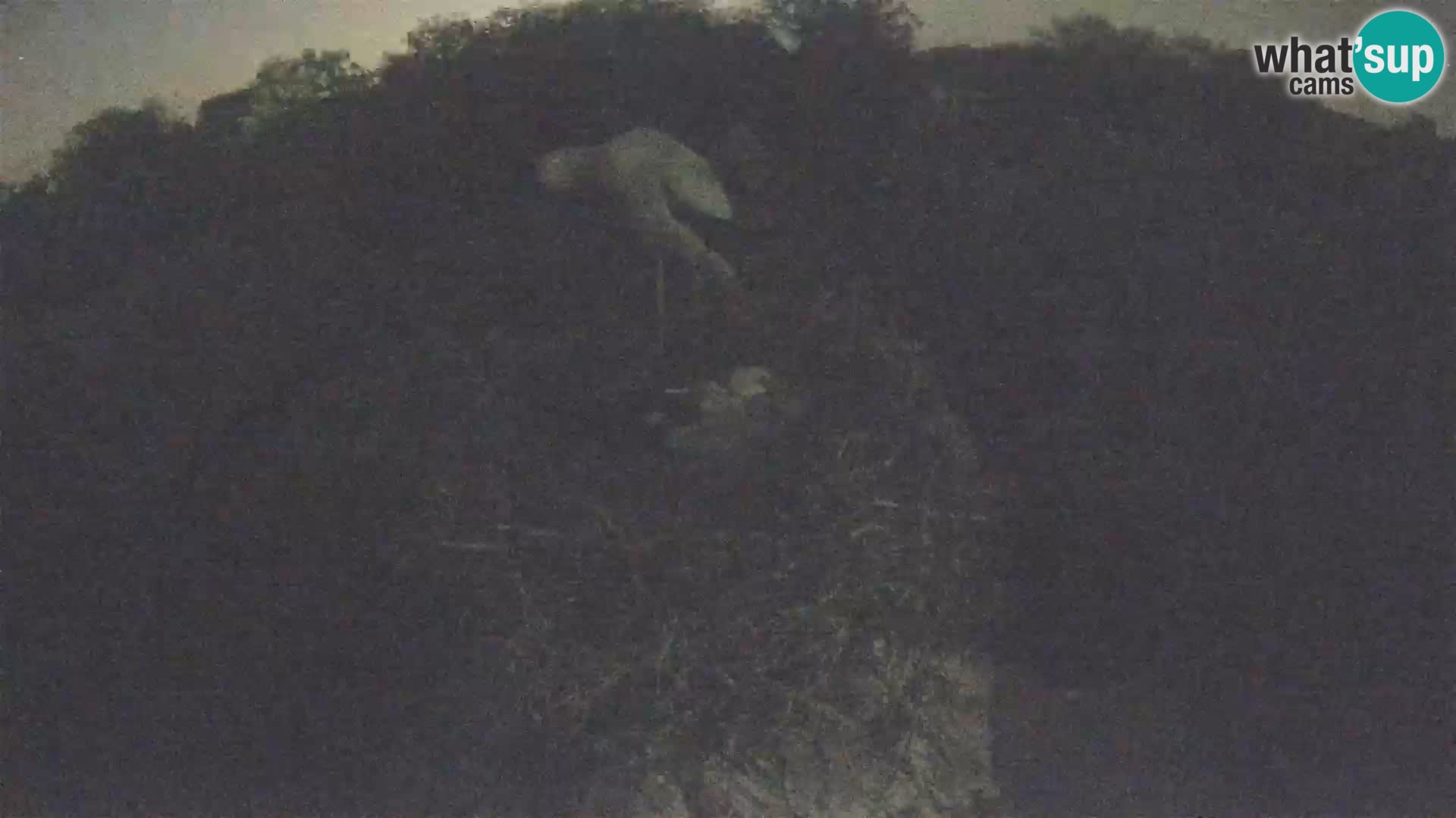 Webcam Europäisches Storchendorf – Naturpark Lonjsko polje