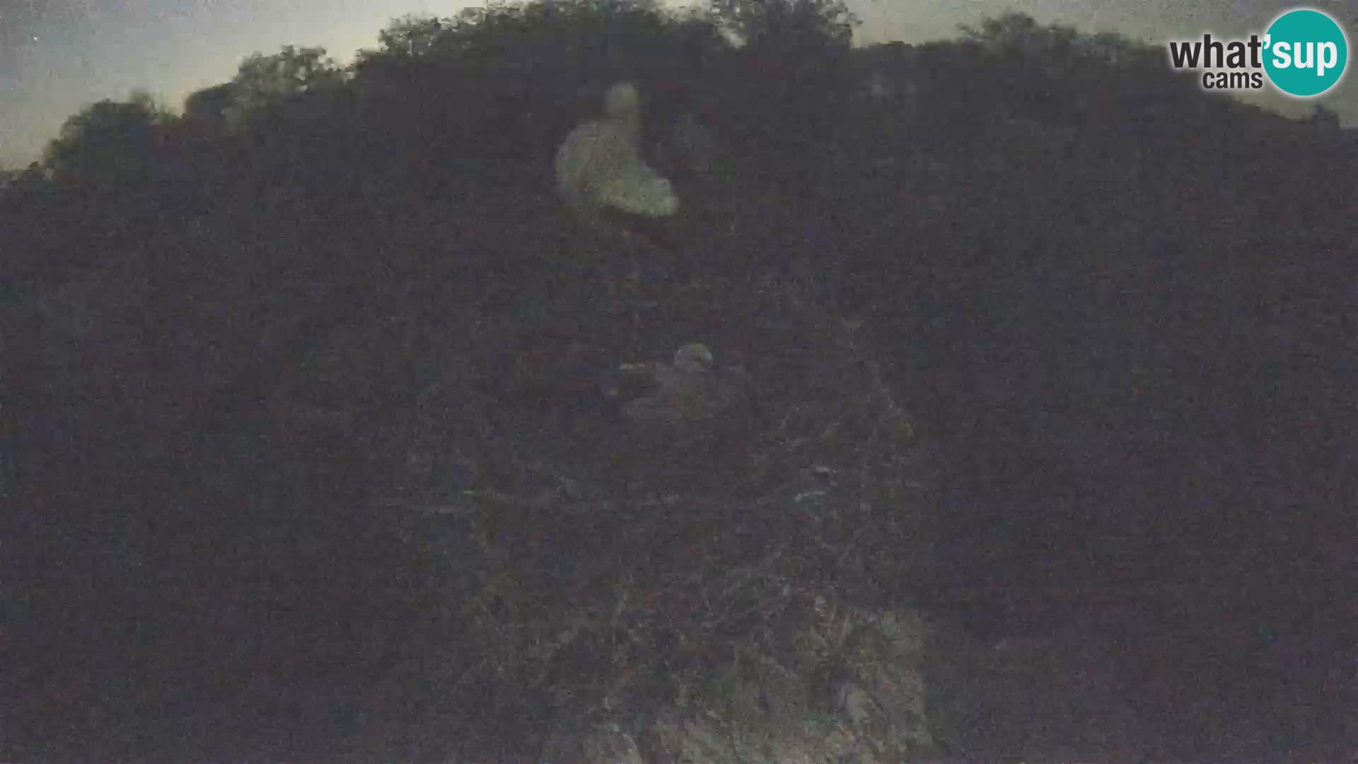 Villaggio delle cicogne europee webcam Parco naturale di Lonjsko polje