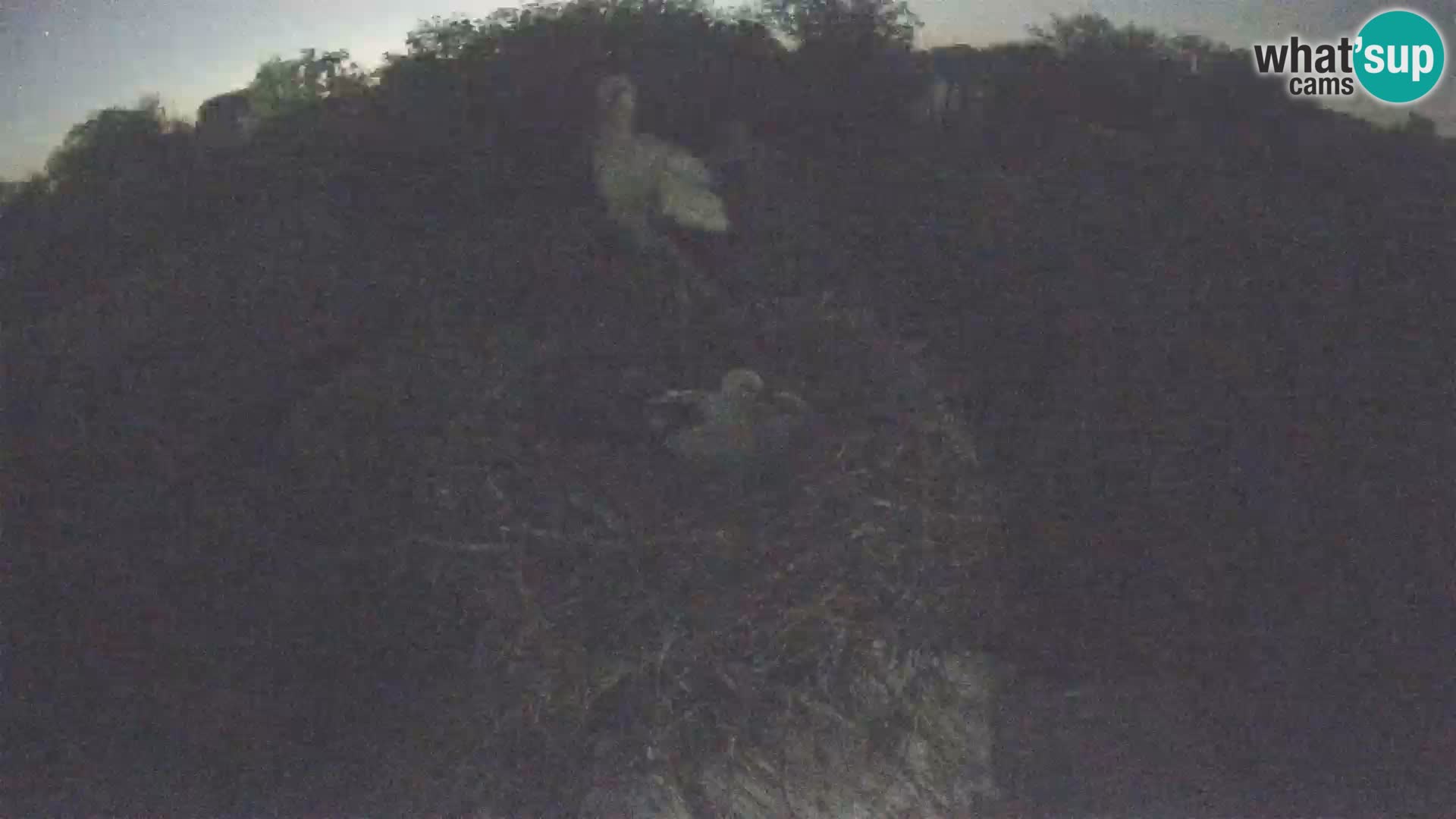 Webcam Europäisches Storchendorf – Naturpark Lonjsko polje