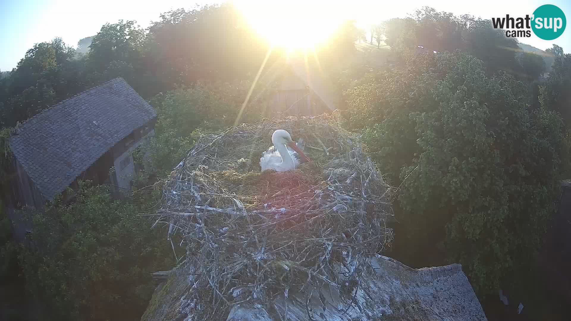 Webcam Europäisches Storchendorf – Naturpark Lonjsko polje