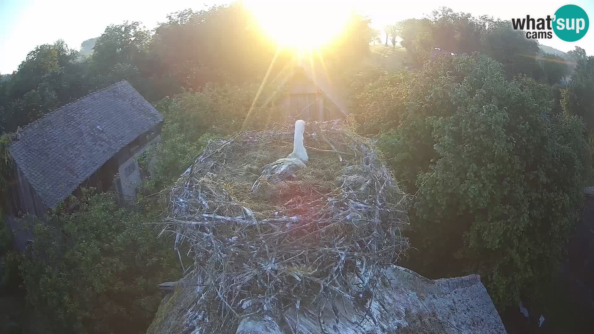 Webcam Europäisches Storchendorf – Naturpark Lonjsko polje