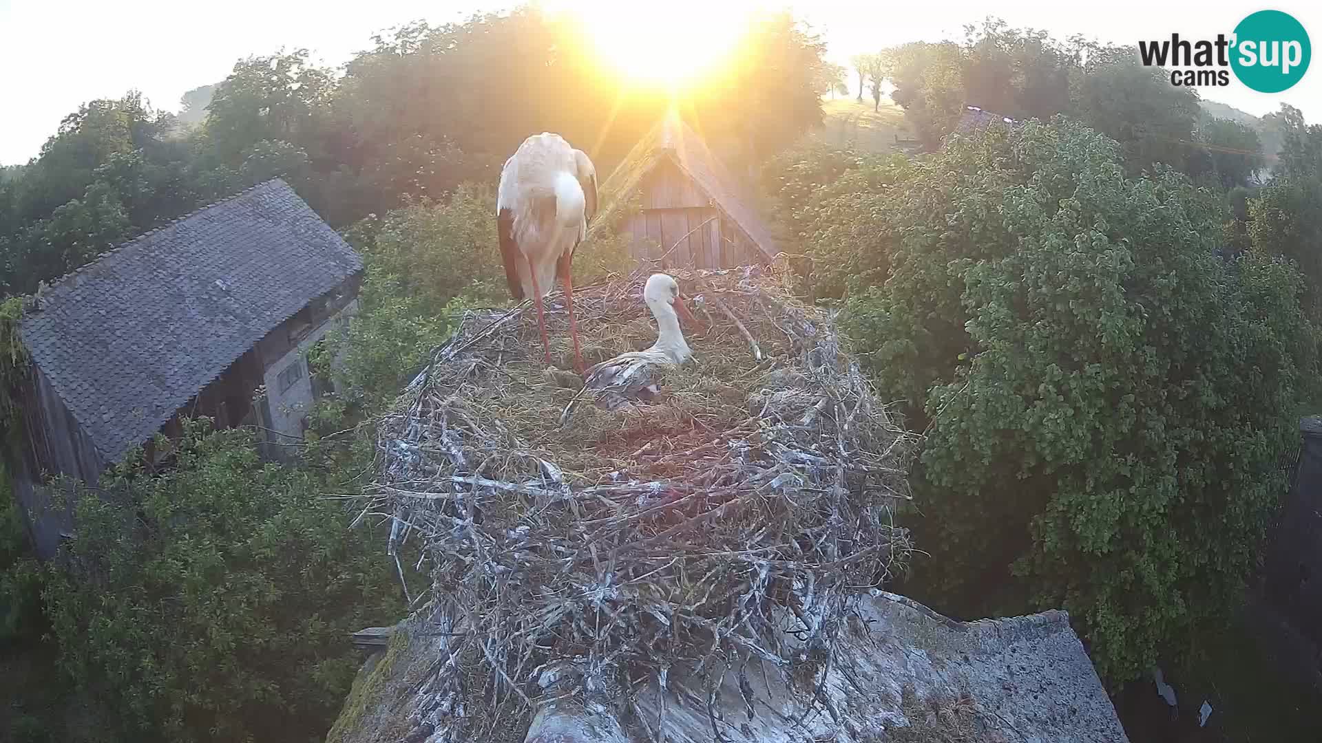 Webcam Europäisches Storchendorf – Naturpark Lonjsko polje