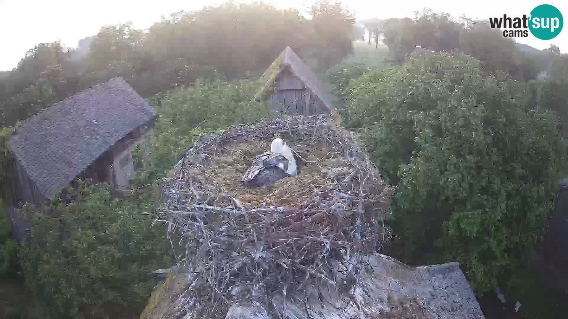 Villaggio delle cicogne europee webcam Parco naturale di Lonjsko polje