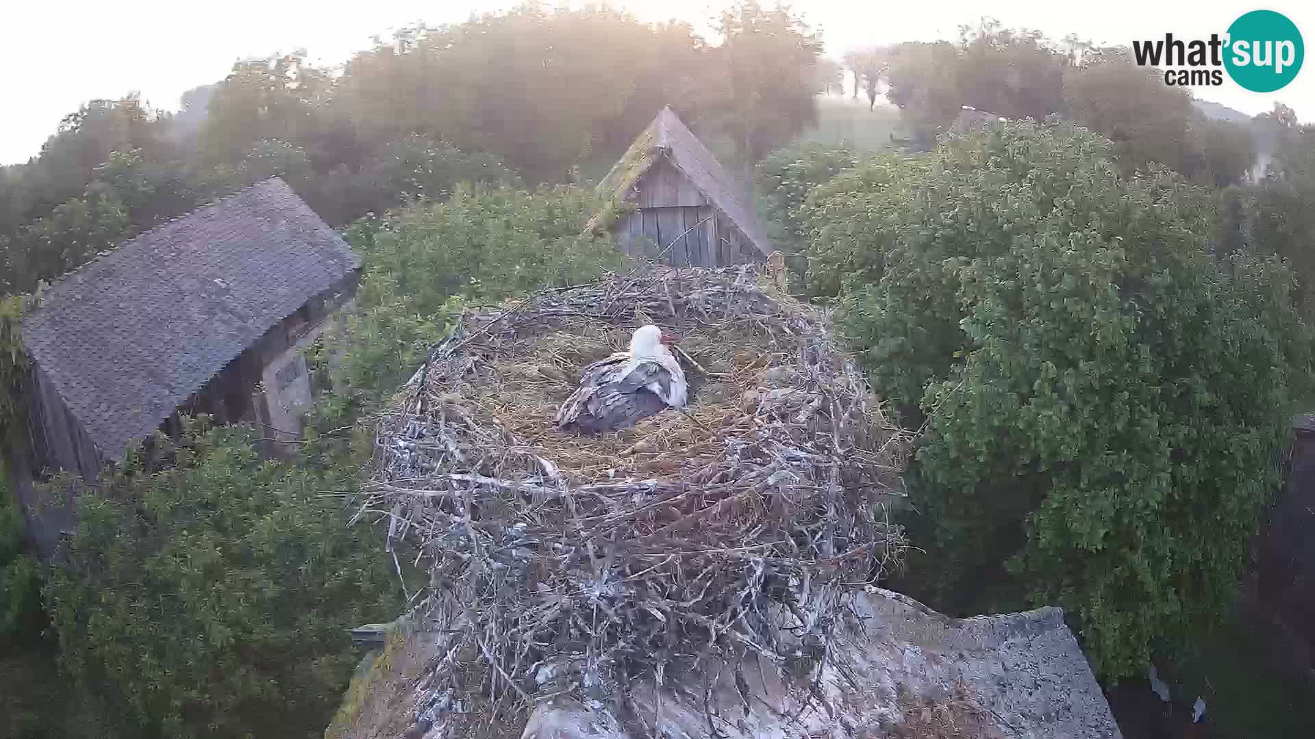 Village européen de cigognes webcam Parc naturel de Lonjsko polje