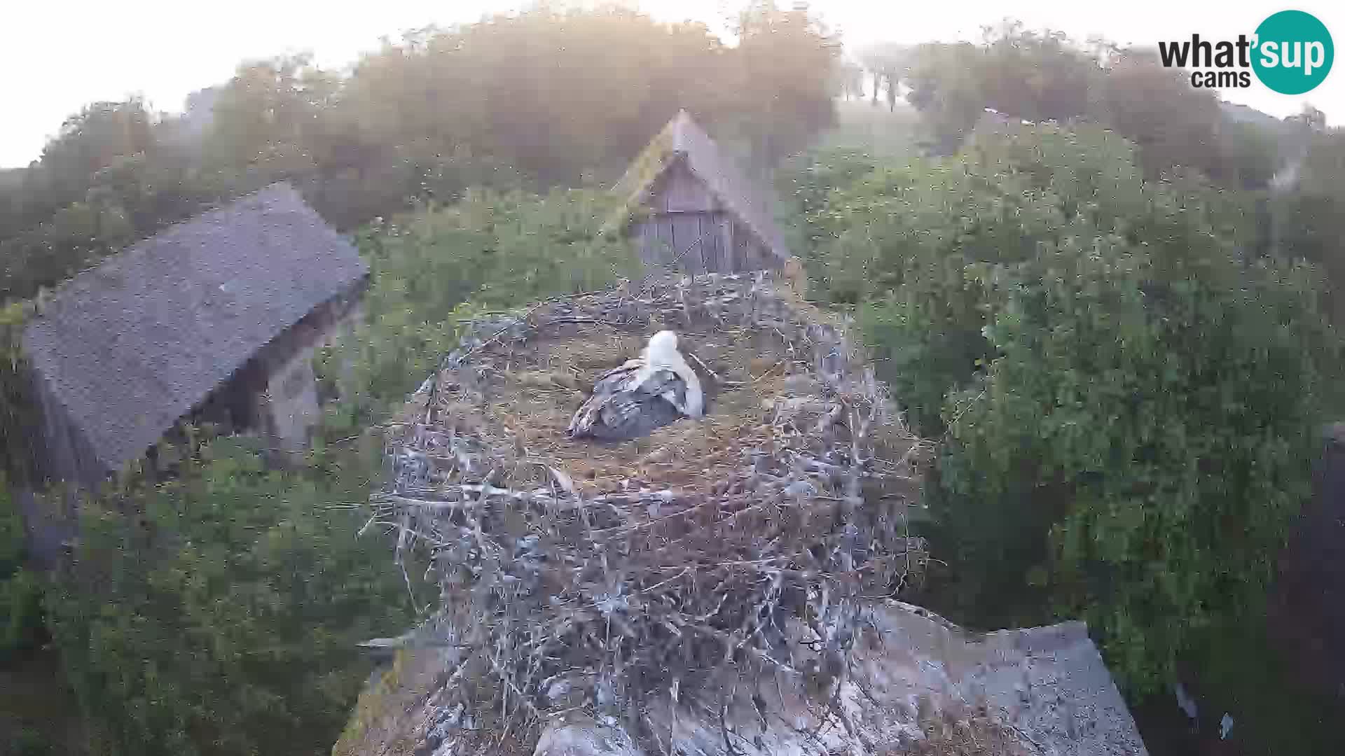 Webcam Europäisches Storchendorf – Naturpark Lonjsko polje