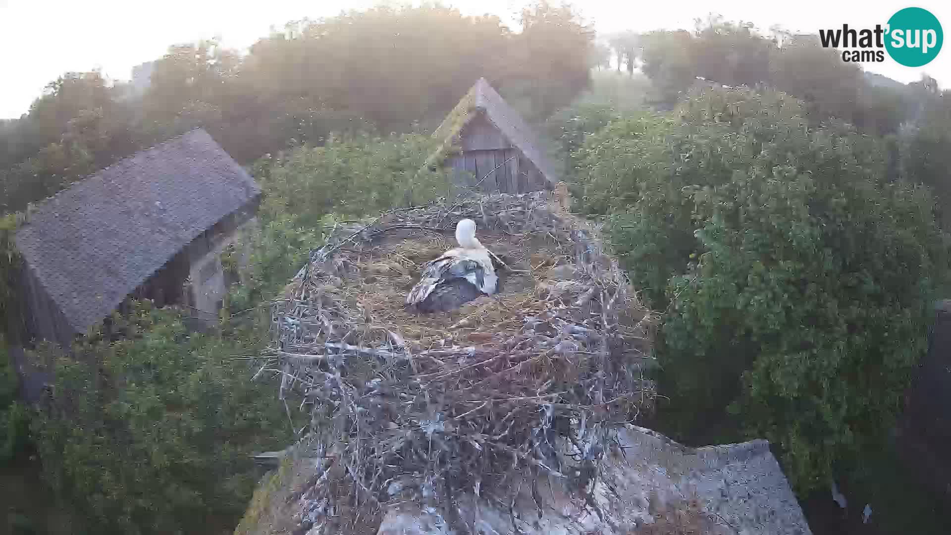 Webcam Europäisches Storchendorf – Naturpark Lonjsko polje