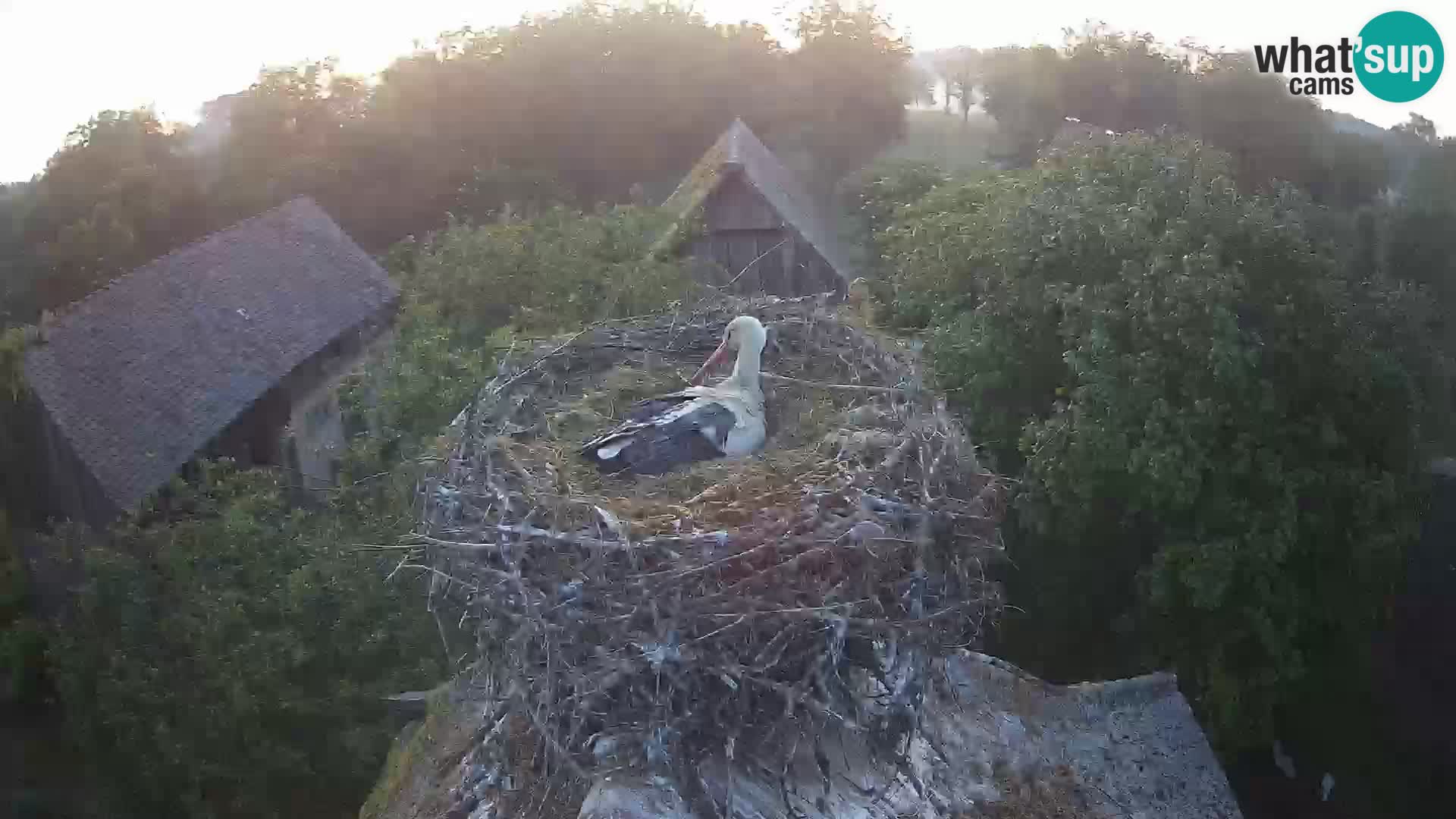 Live webcam European stork village – Lonjsko polje Nature Park