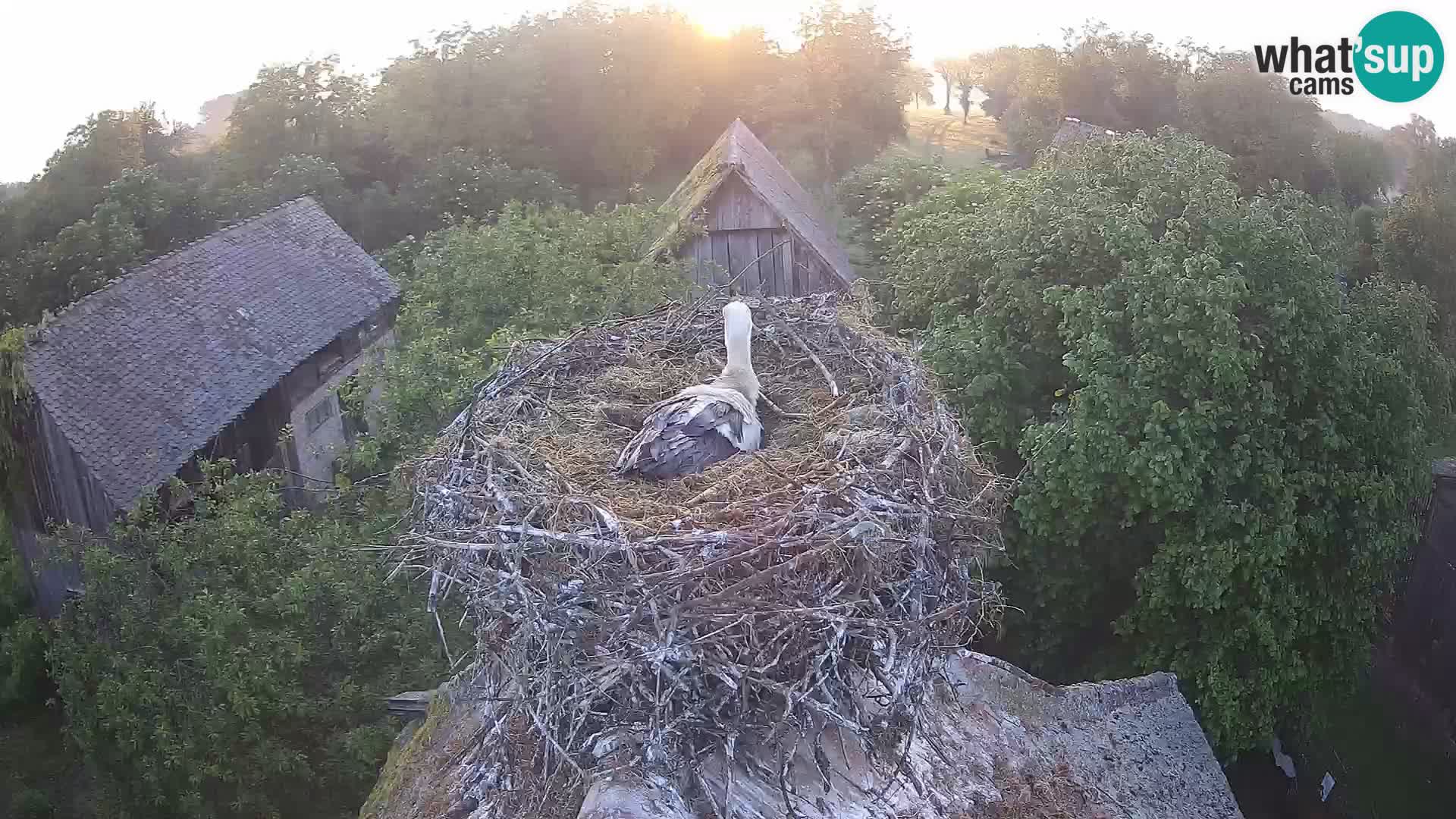 U živo Europsko selo roda – Park prirode Lonjsko polje