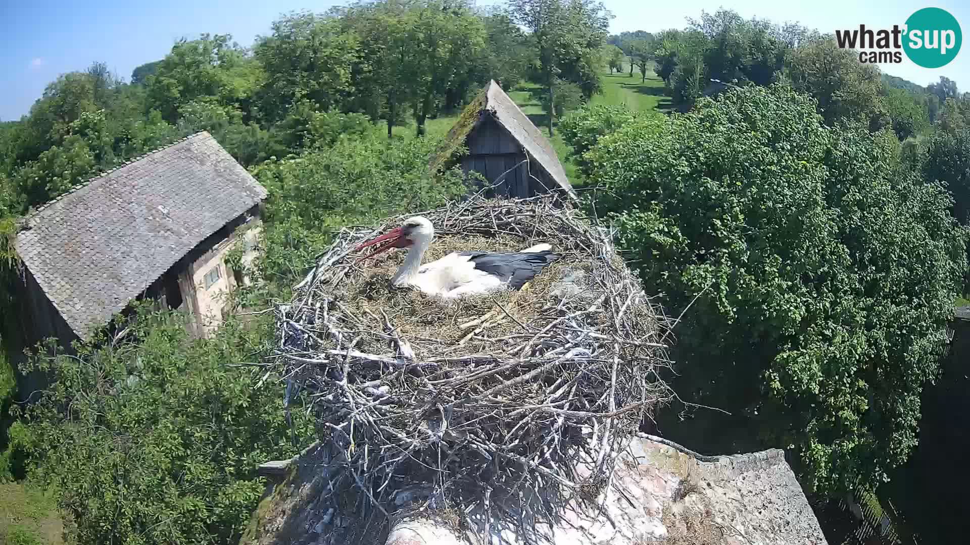 Webcam Europäisches Storchendorf – Naturpark Lonjsko polje