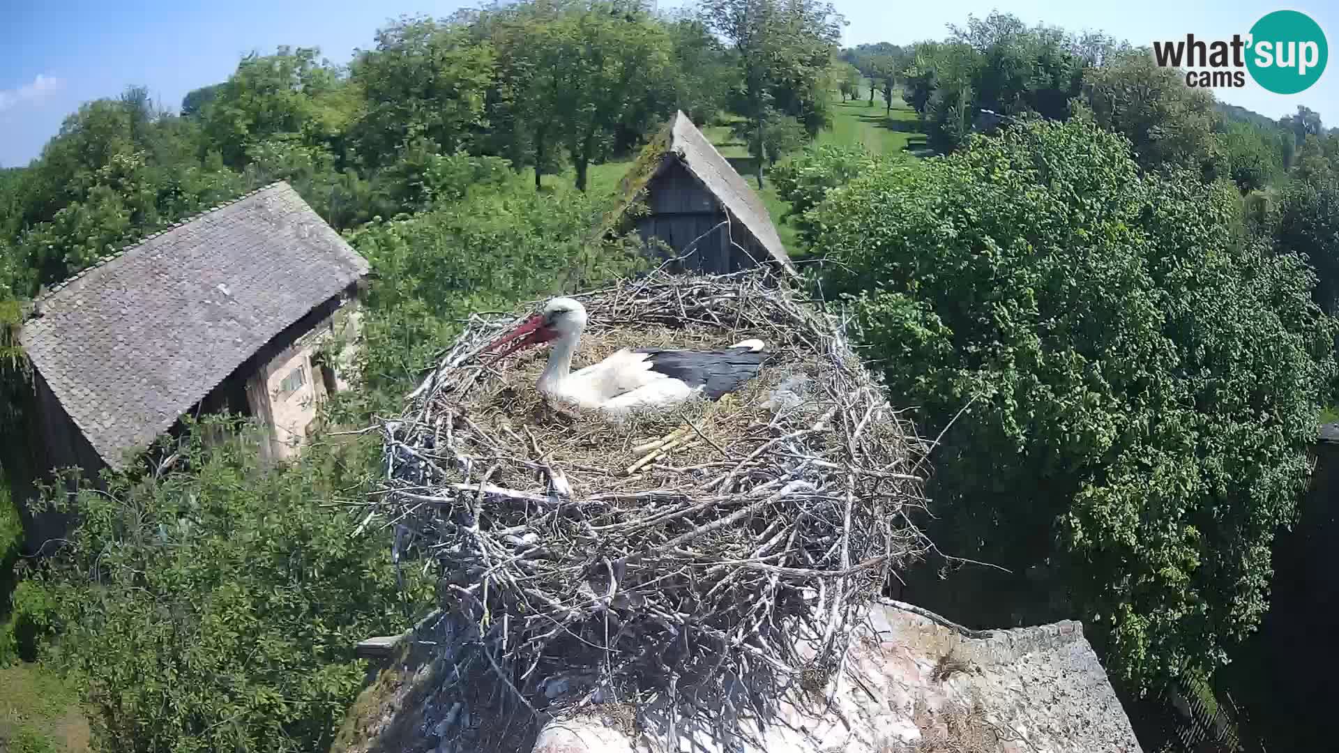 U živo Europsko selo roda – Park prirode Lonjsko polje