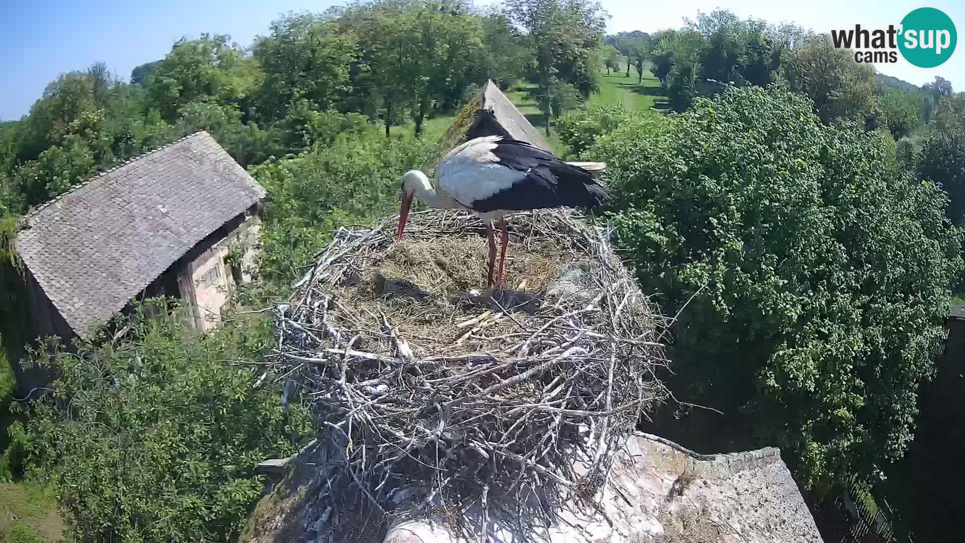 Webcam Europäisches Storchendorf – Naturpark Lonjsko polje