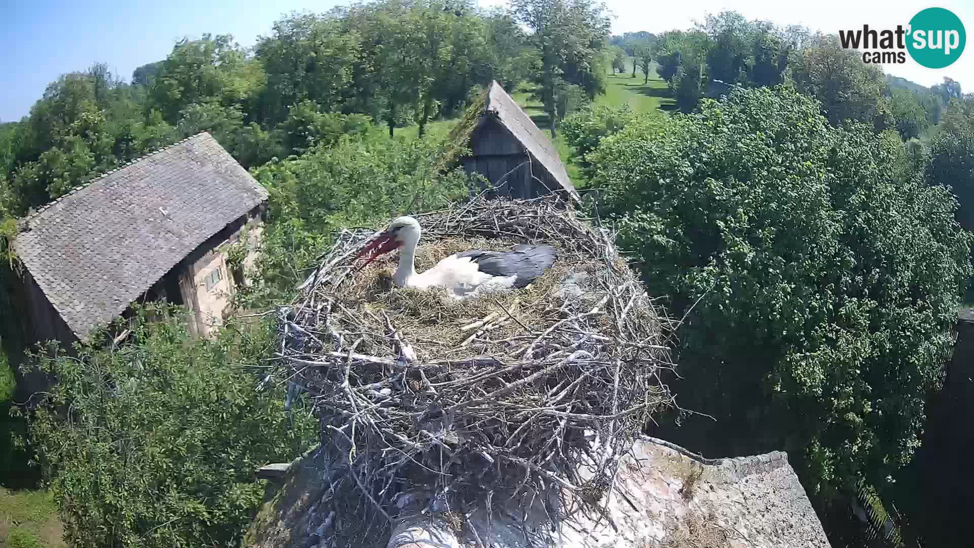 U živo Europsko selo roda – Park prirode Lonjsko polje