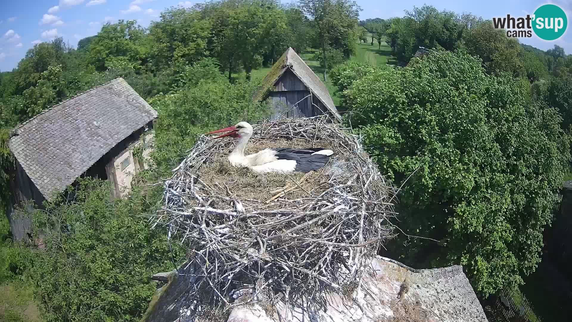 Evropska vas štorklje – Krajinski park Lonjsko polje spletna kamera
