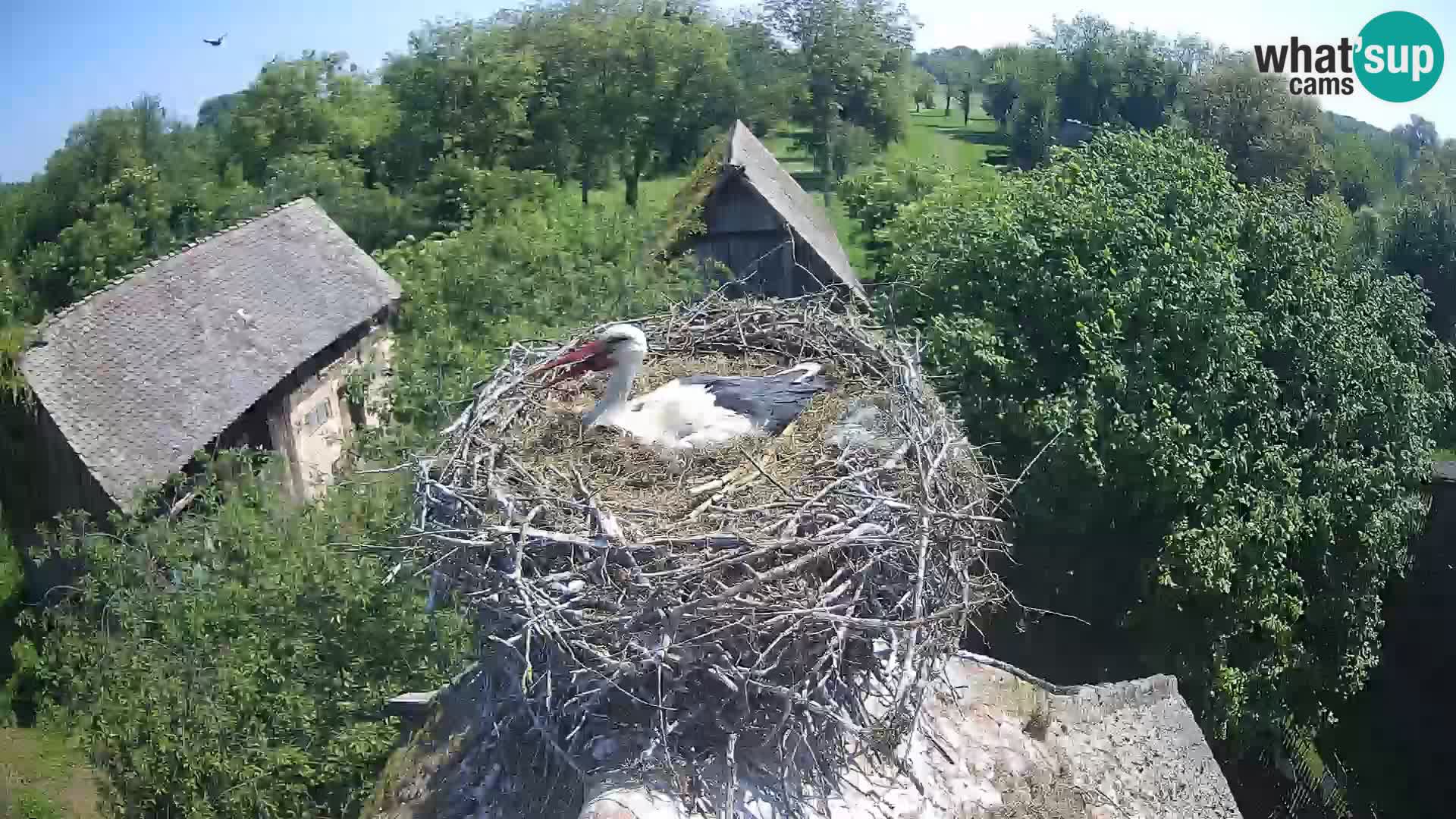 Live webcam European stork village – Lonjsko polje Nature Park
