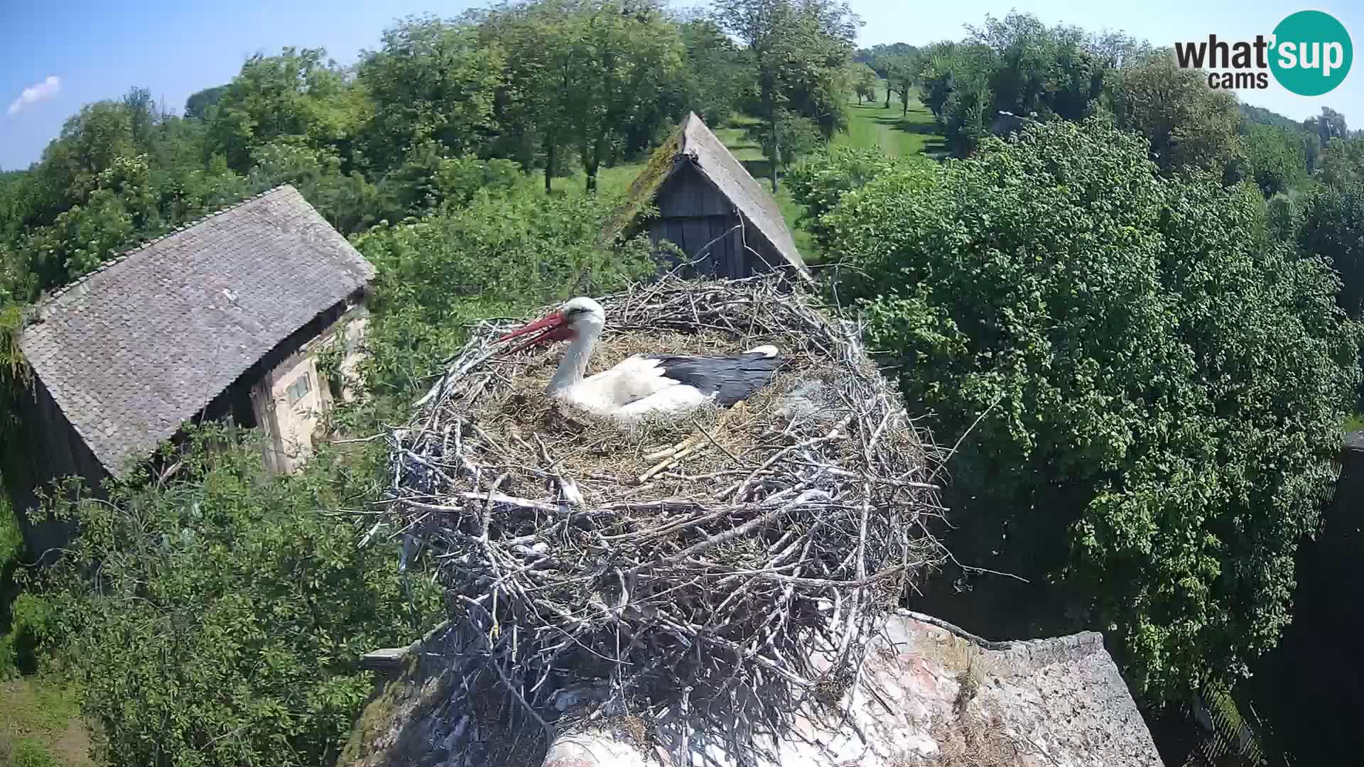 U živo Europsko selo roda – Park prirode Lonjsko polje