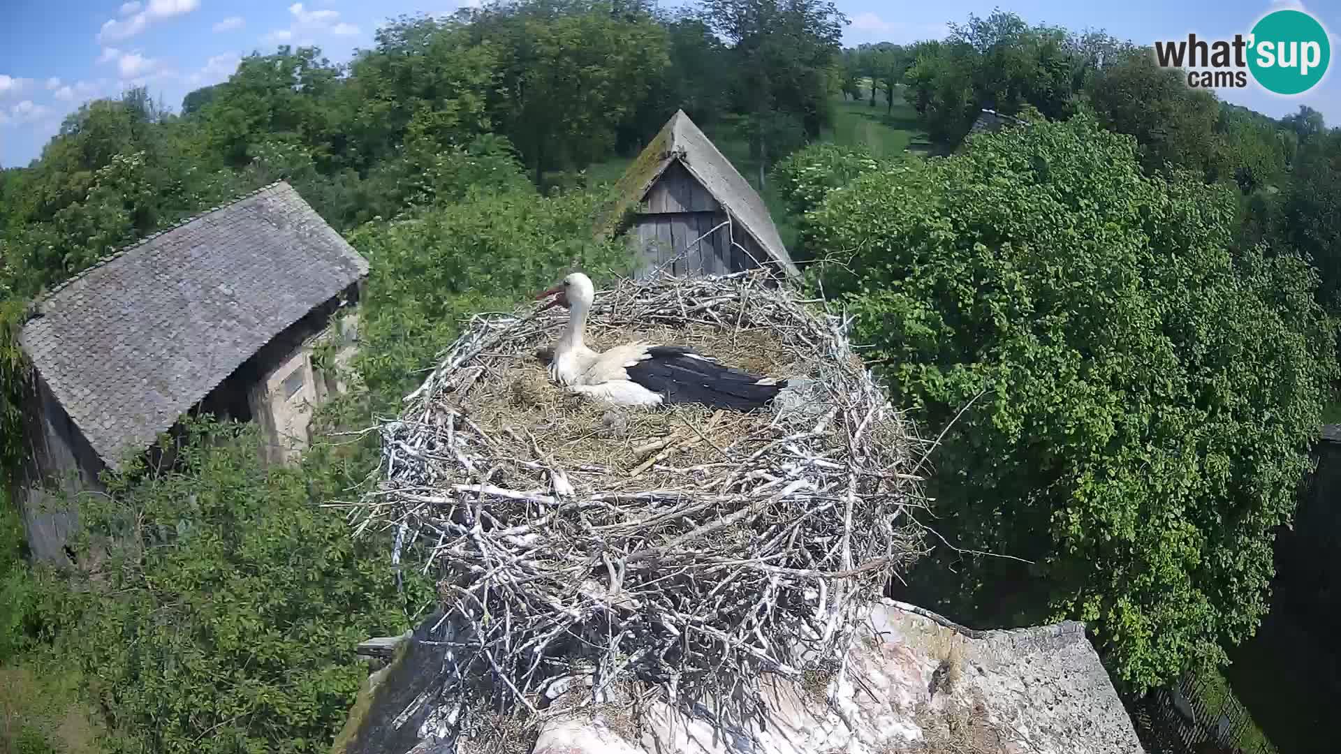 U živo Europsko selo roda – Park prirode Lonjsko polje
