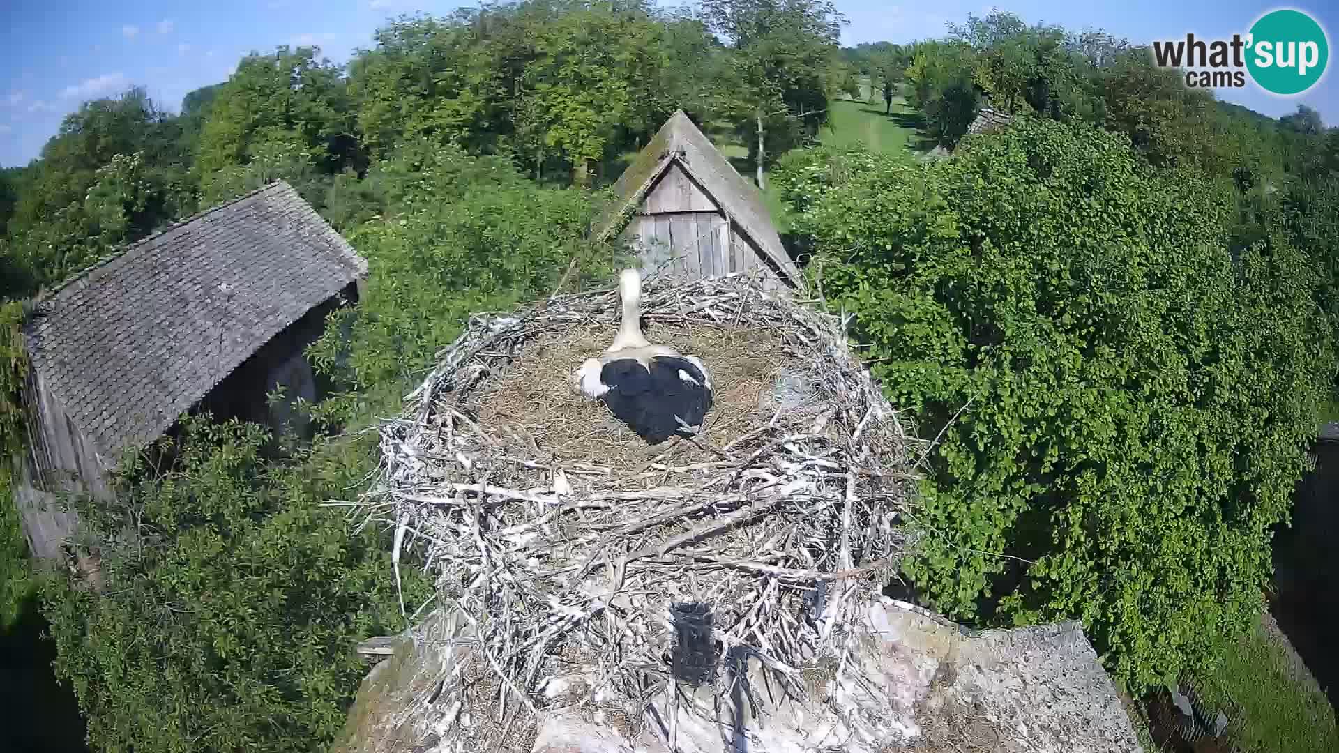 Villaggio delle cicogne europee webcam Parco naturale di Lonjsko polje