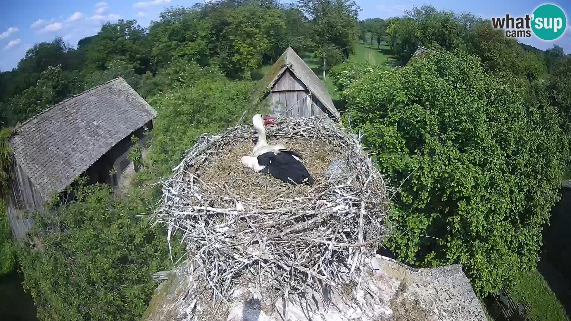 Live webcam European stork village – Lonjsko polje Nature Park