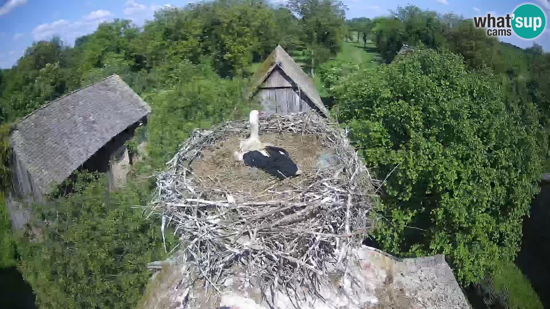 Webcam Europäisches Storchendorf – Naturpark Lonjsko polje