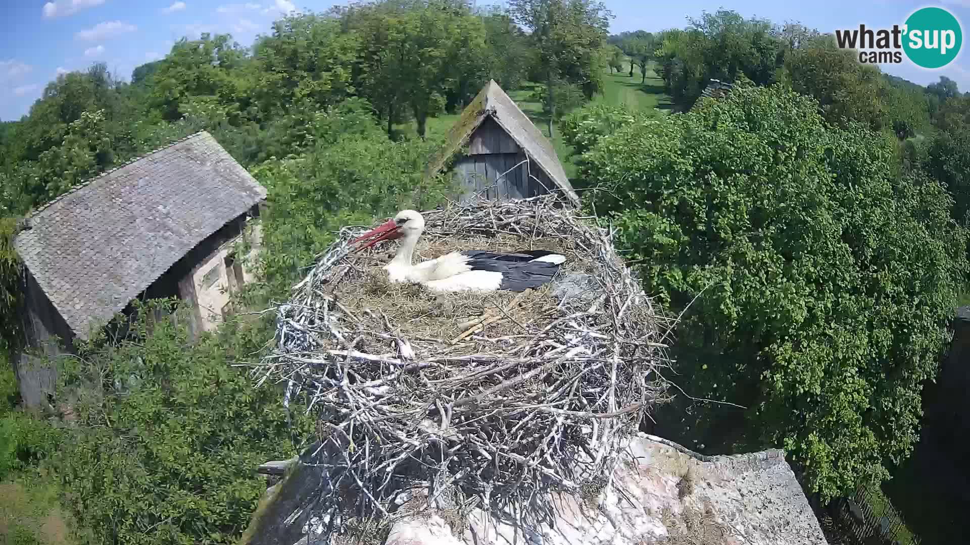 Village européen de cigognes webcam Parc naturel de Lonjsko polje