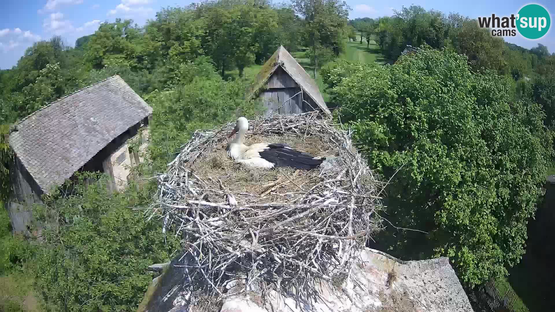 Evropska vas štorklje – Krajinski park Lonjsko polje spletna kamera