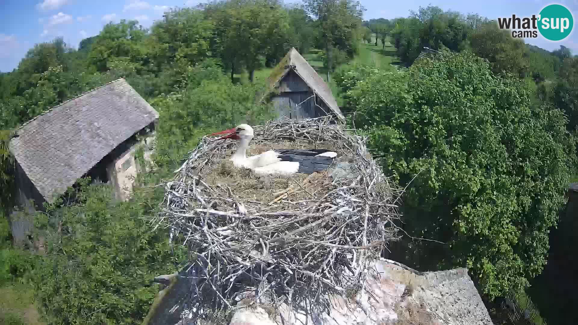 Evropska vas štorklje – Krajinski park Lonjsko polje spletna kamera