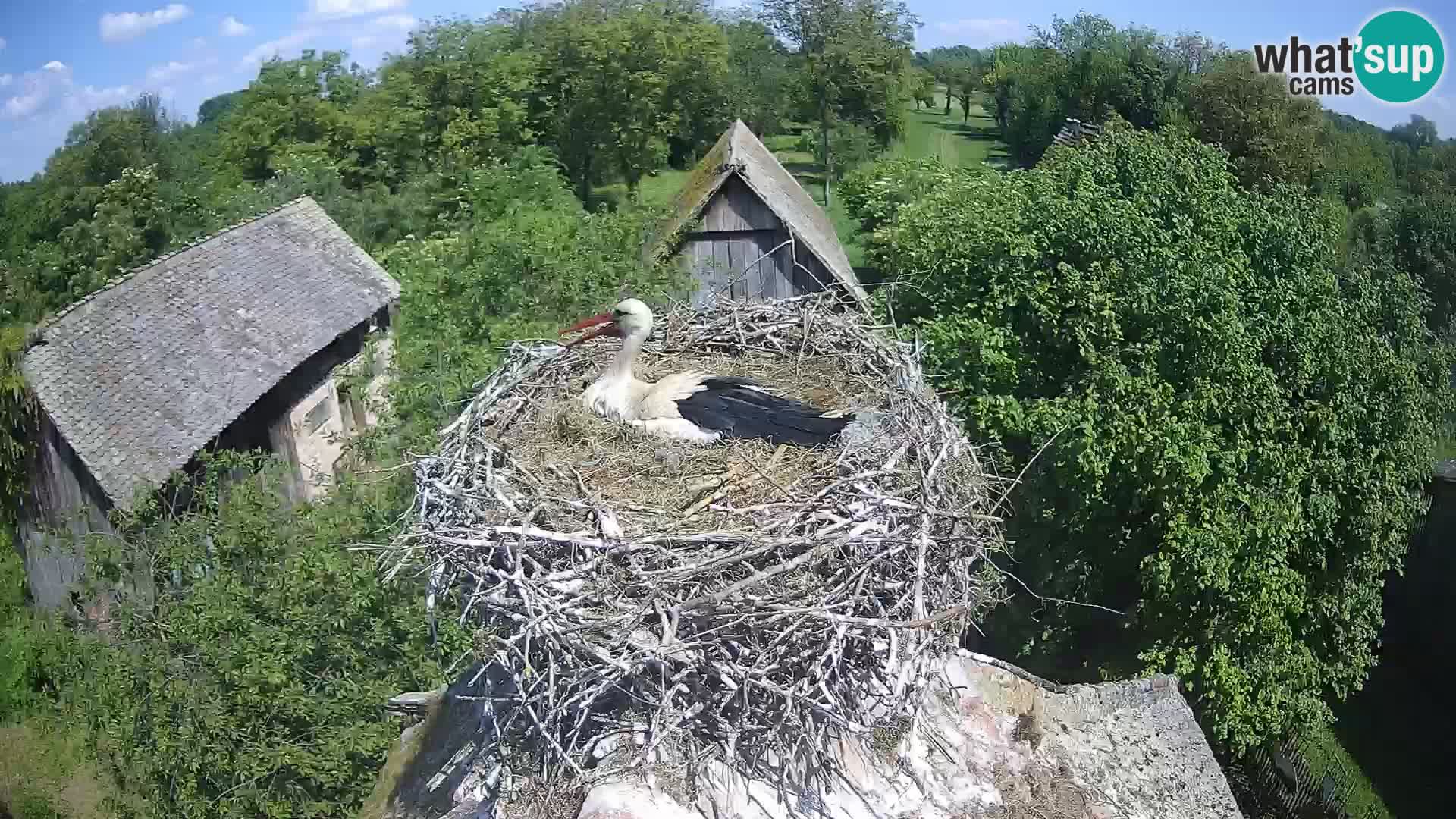 Evropska vas štorklje – Krajinski park Lonjsko polje spletna kamera