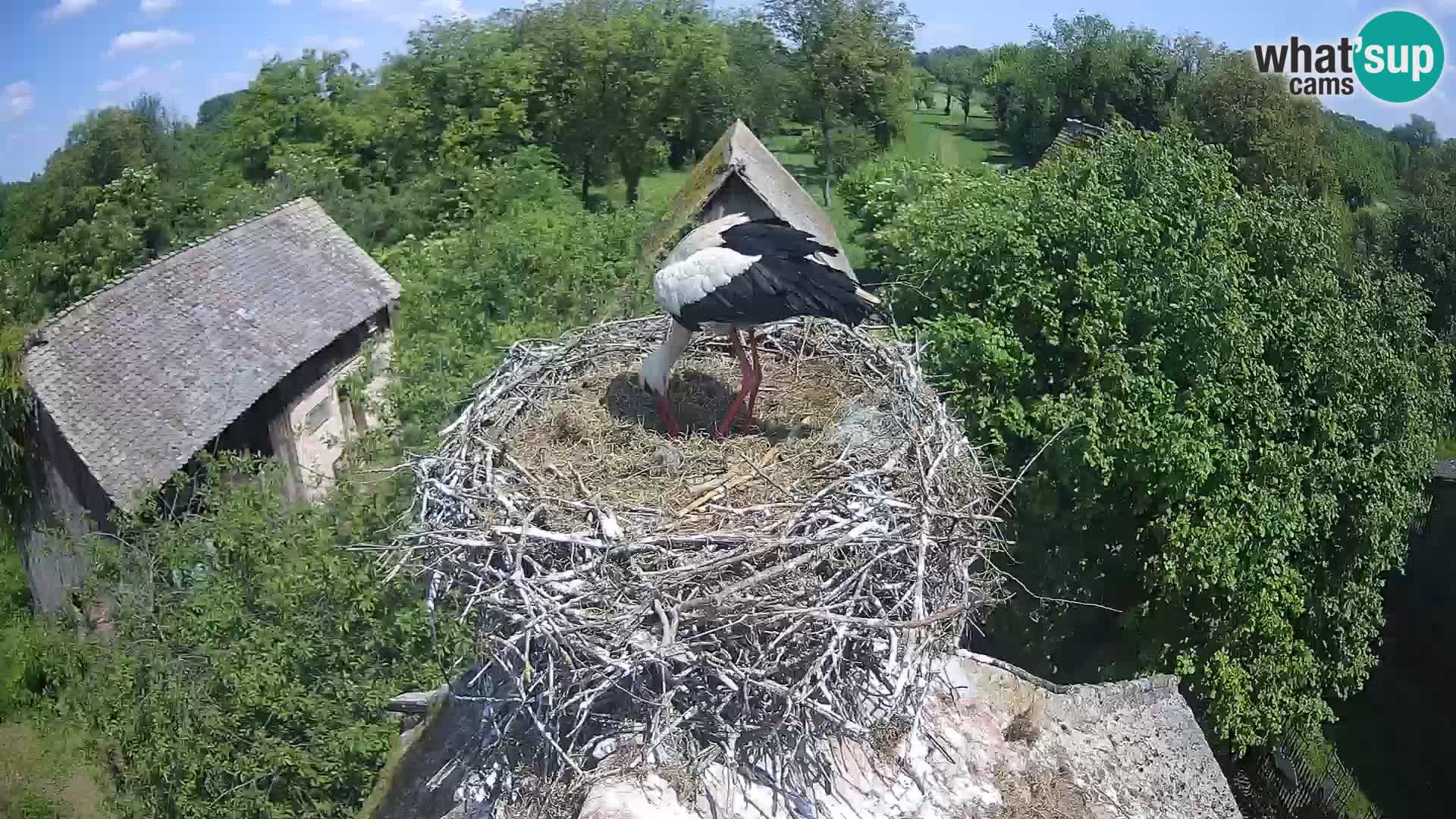 Pueblo europeo de cigüeñas camera en vivo Parque Natural Lonjsko polje