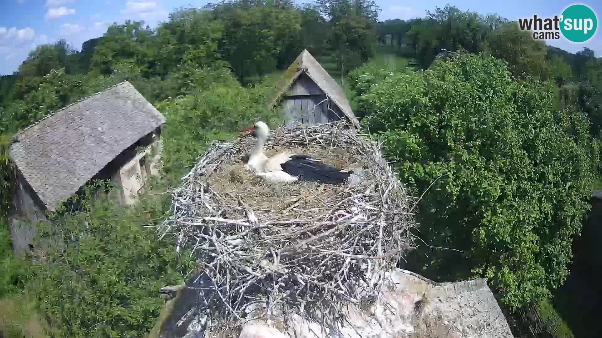 Villaggio delle cicogne europee webcam Parco naturale di Lonjsko polje